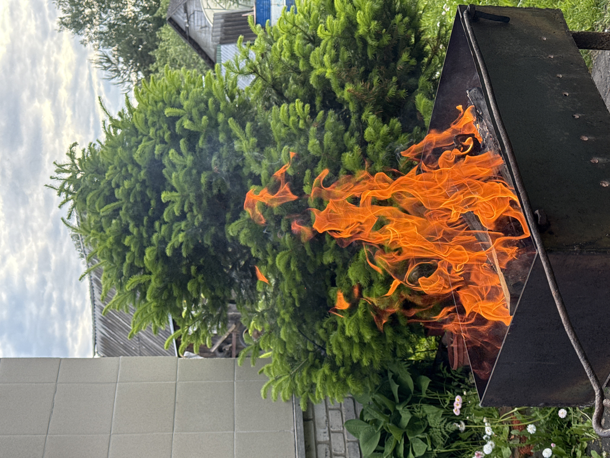 The image displays an outdoor scene with a prominent fire burning in a dark metal brazier on the right side of the frame. Vibrant orange and yellow flames rise actively from the brazier, suggesting an intense heat. Directly behind the fire and spanning a large portion of the background is a dense, lush green coniferous tree, likely a spruce or fir, with clearly visible needles.
In the upper left background, a cloudy sky is visible above the tree line. Further in the distance, partially obscured by foliage, are glimpses of residential structures with grey roofs, hinting at a rural or suburban setting.
The bottom left of the image features a section of a light-colored tiled wall, possibly part of a building or an outdoor structure. Below the brazier, towards the bottom right, the ground is visible, including some paving stones or bricks, interspersed with green plants and small white daisy-like flowers.
The scene captures the activity of a burning fire, likely being prepared for outdoor cooking or for warmth during a gathering. The overall ambiance suggests a garden or dacha environment, typical of locations like Красный Маяк, Russia. The time of day appears to be daytime, under an overcast sky. No visible text is present in the image.