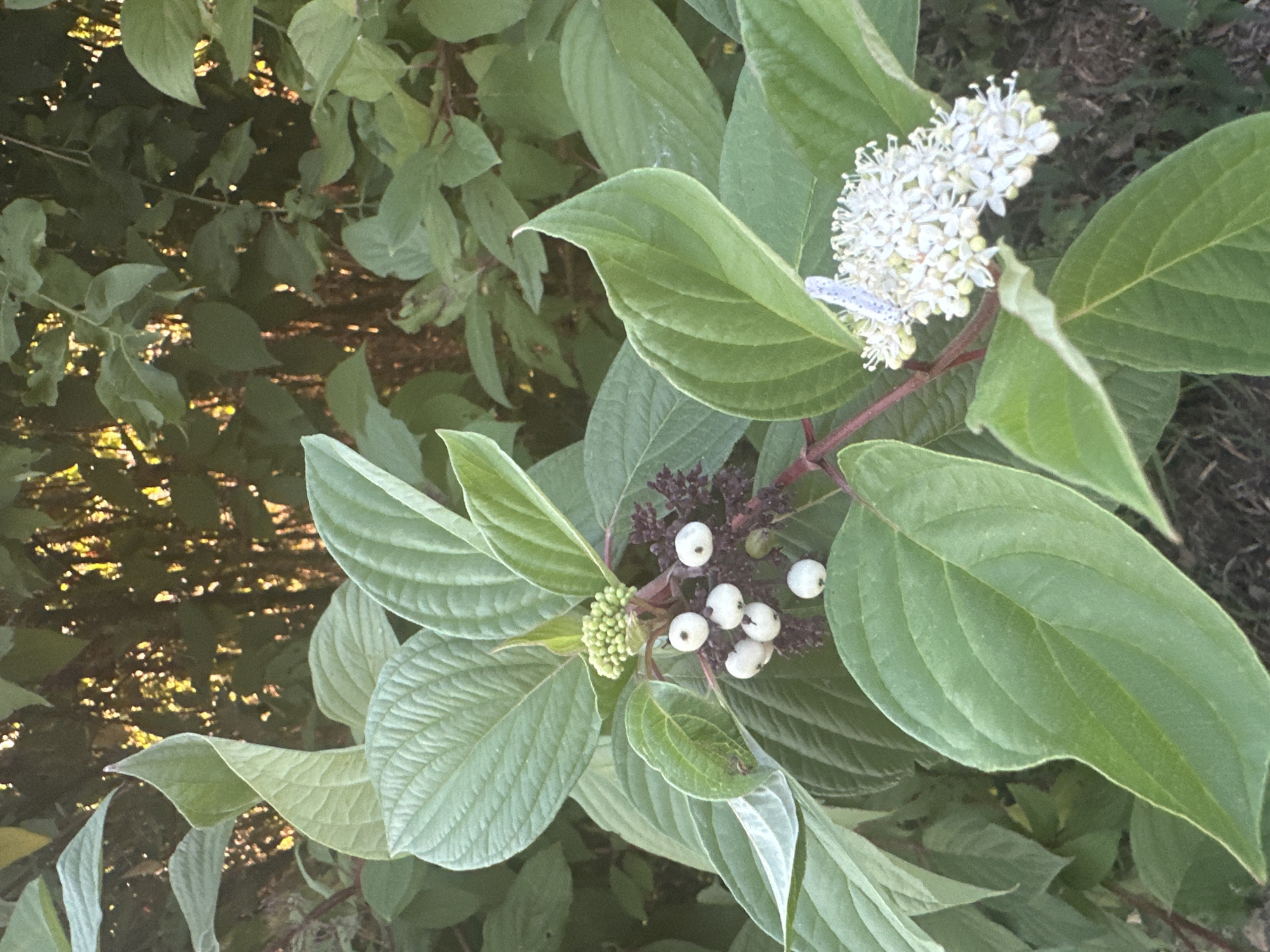 The image shows a close-up of a plant with large green leaves, clusters of white berries, and a spray of small white flowers. A light blue butterfly is perched on the white flowers. The background is out of focus, showing dense green foliage and dappled sunlight filtering through. This scene is located in Krefeld, Germany, likely in a park or garden setting.