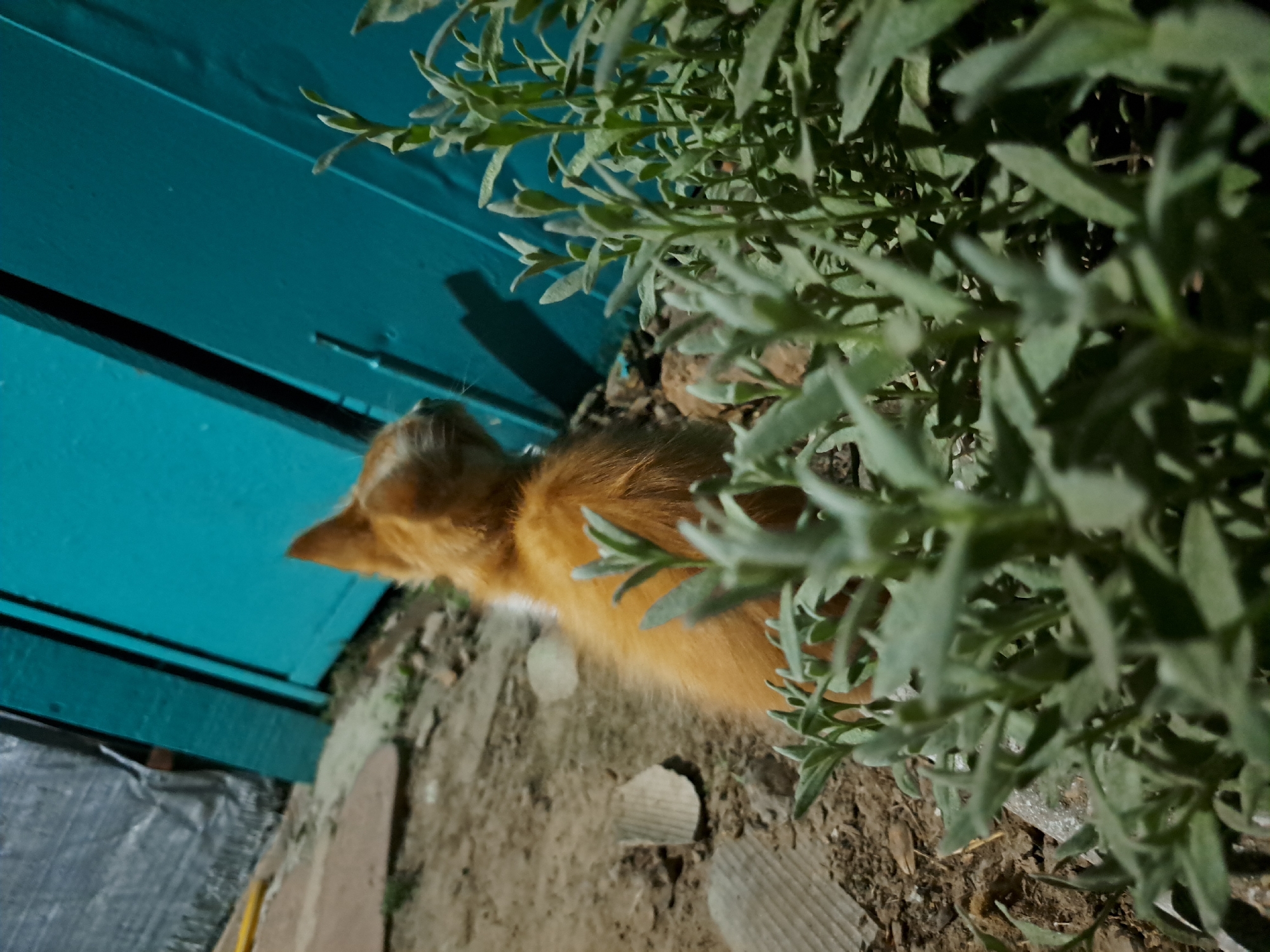 An orange kitten sits on the ground, facing away from the camera and towards a bright blue wall. The kitten is positioned in the lower-left quadrant of the image. In the foreground, out-of-focus green foliage partially obscures the kitten. The ground is composed of dirt and scattered debris, including pieces of cardboard. To the left of the blue wall, a silver tarp is visible, and a yellow object, possibly a pipe, lies on the ground. The scene appears to be outdoors, possibly in a yard or alleyway, given the presence of the wall, tarp, and rough ground. The lighting suggests it is either dusk or nighttime. The location is identified as Vypasne, Ukraine.