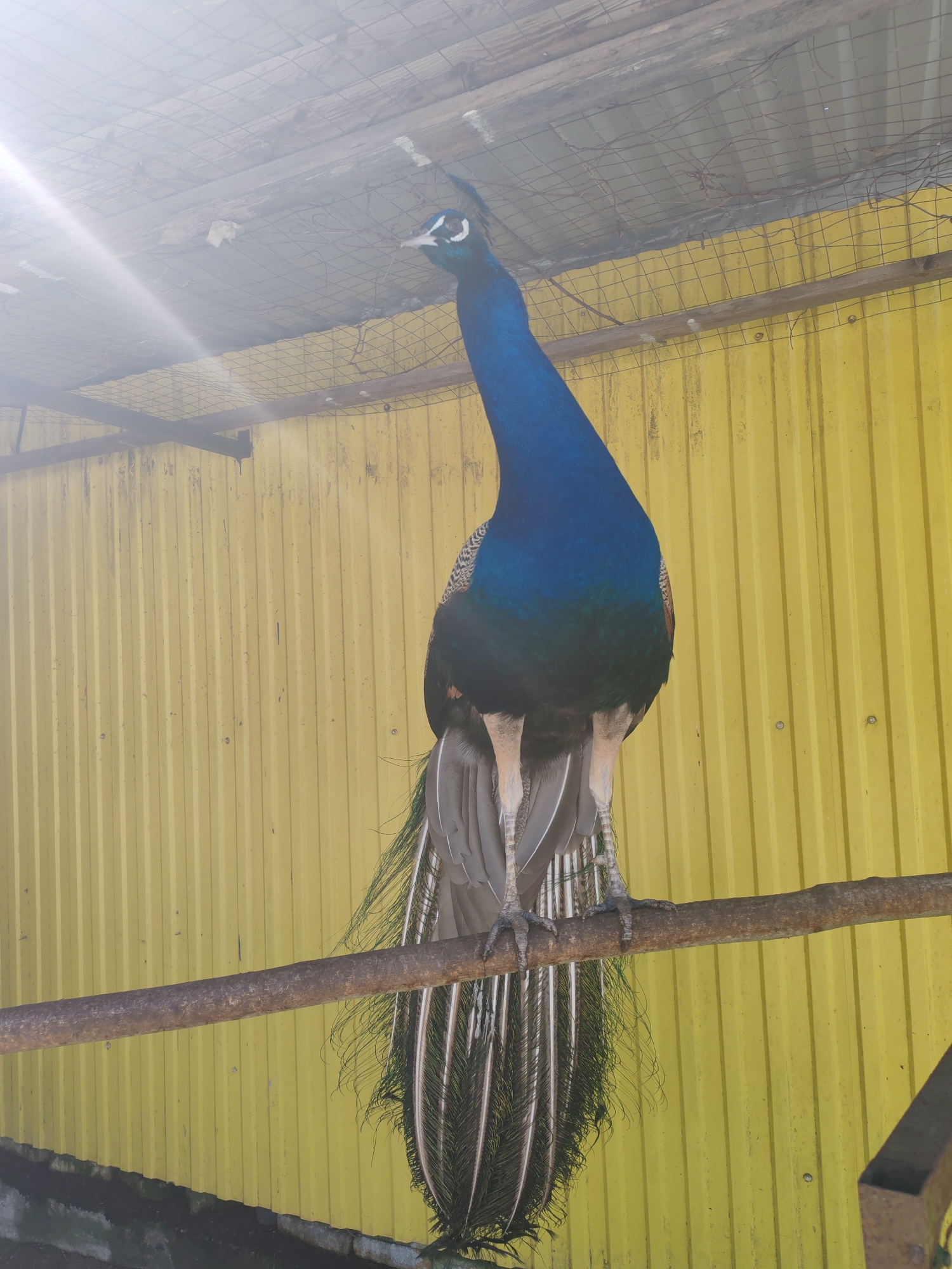 A peacock perches on a horizontal wooden beam in an enclosure. The peacock has iridescent blue plumage on its neck and chest, with long, gray and black patterned tail feathers. Behind the peacock is a yellow corrugated metal wall, and above it, a wire mesh ceiling. The scene is brightly lit, with a bright glare in the upper left corner.