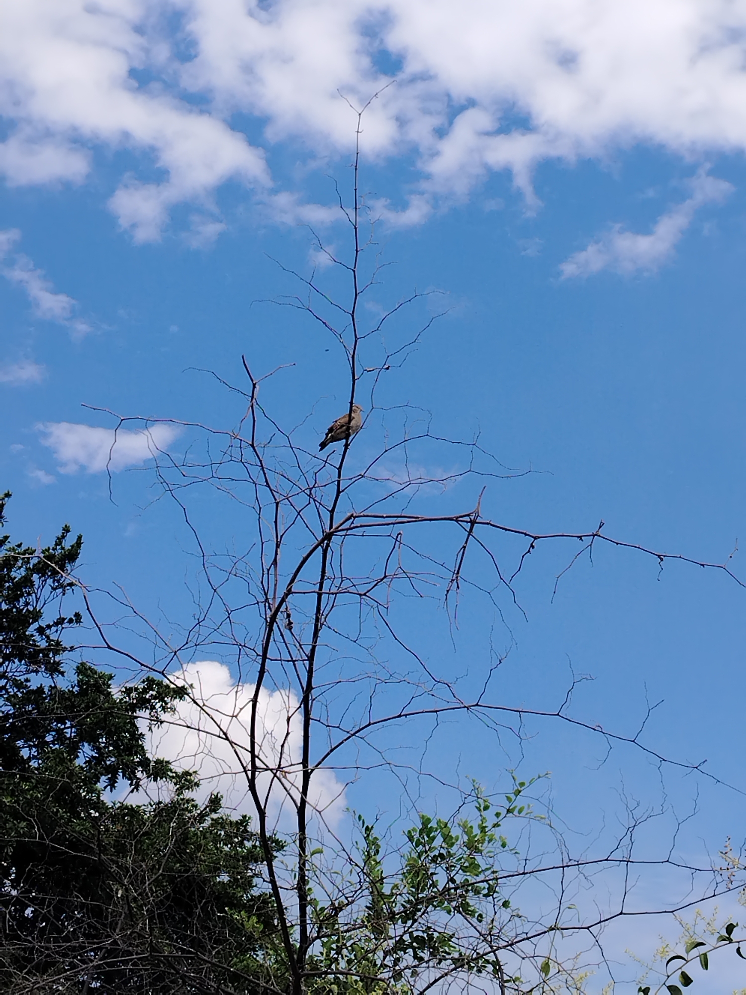 A bird is perched on the branch of a bare tree in Tinaquillo, Venezuela. The sky is blue with scattered white clouds. The tree is surrounded by other trees with green foliage.