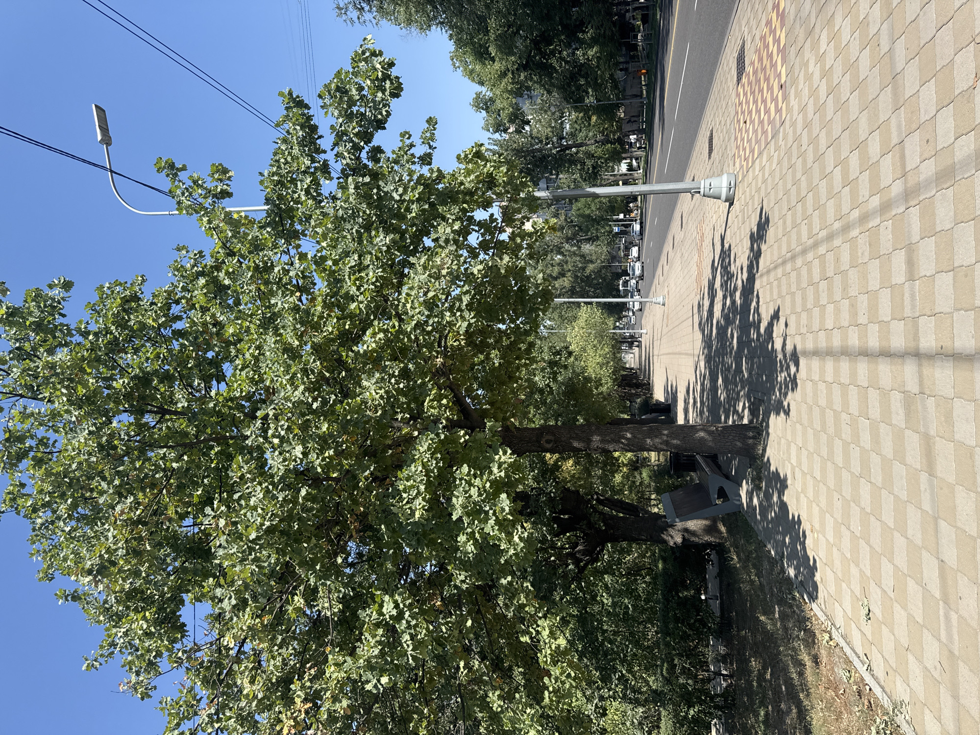 A wide, paved sidewalk runs alongside a busy street lined with trees in Almaty, Kazakhstan. The sidewalk is made of light-colored, interlocking pavers in a diamond pattern. Several large trees with green leaves cast shadows on the sidewalk. A park bench is visible on the left side of the sidewalk. The street has multiple lanes of traffic with cars driving in both directions. Streetlights are visible along the sidewalk. Buildings and more trees line the opposite side of the street. The sky is clear and blue.