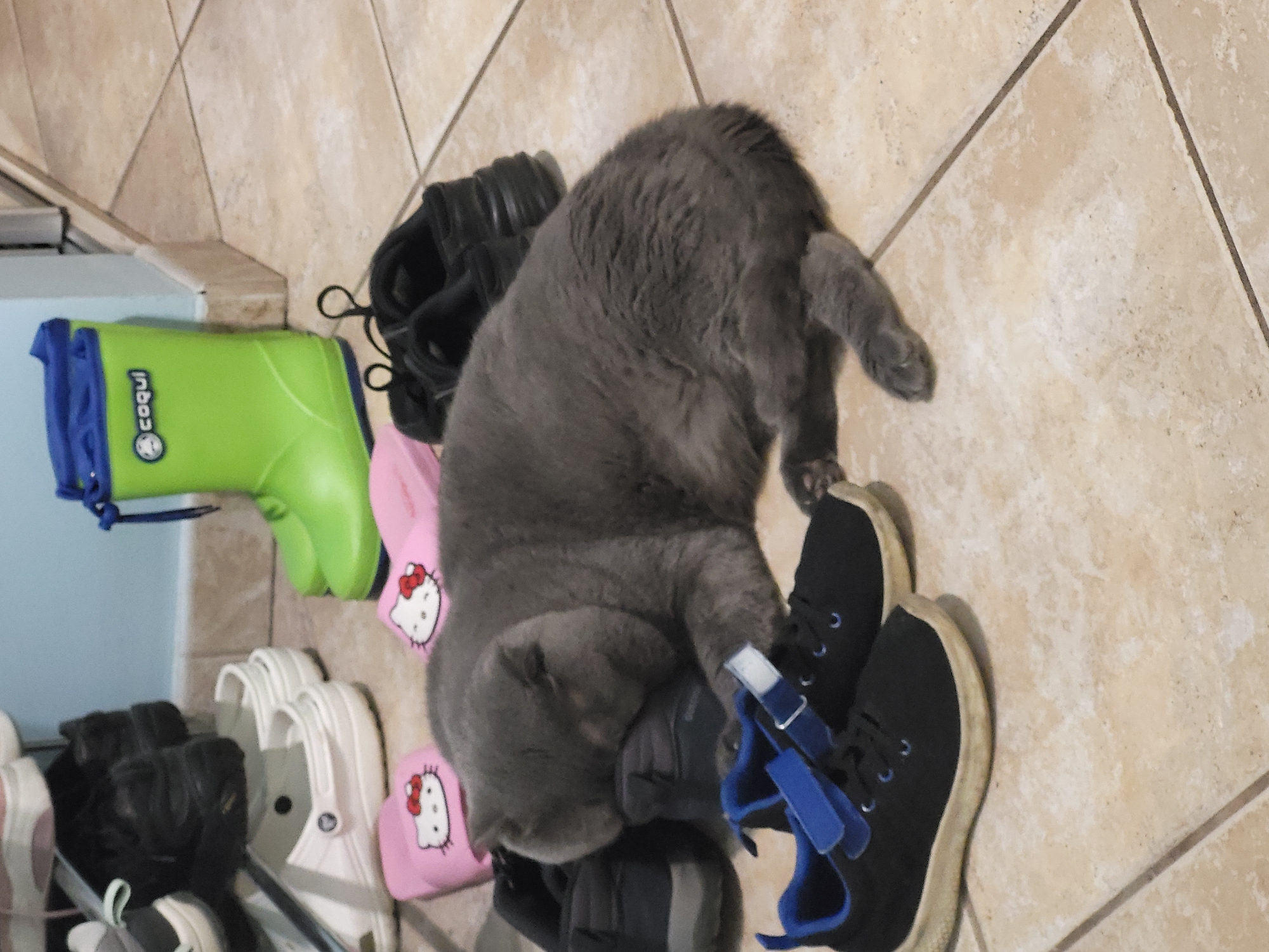 A grey cat is lying on a pile of shoes on a light-colored, tiled floor. The shoes include a pair of black sneakers with blue Velcro straps, a pair of black rain boots, a pair of green rain boots, a pair of white Crocs, and a pair of pink slippers with Hello Kitty designs. The cat is curled up, with its tail extended towards the right side of the frame. A light blue cabinet is visible in the upper-left corner of the frame. The location is Unknown, Unknown.