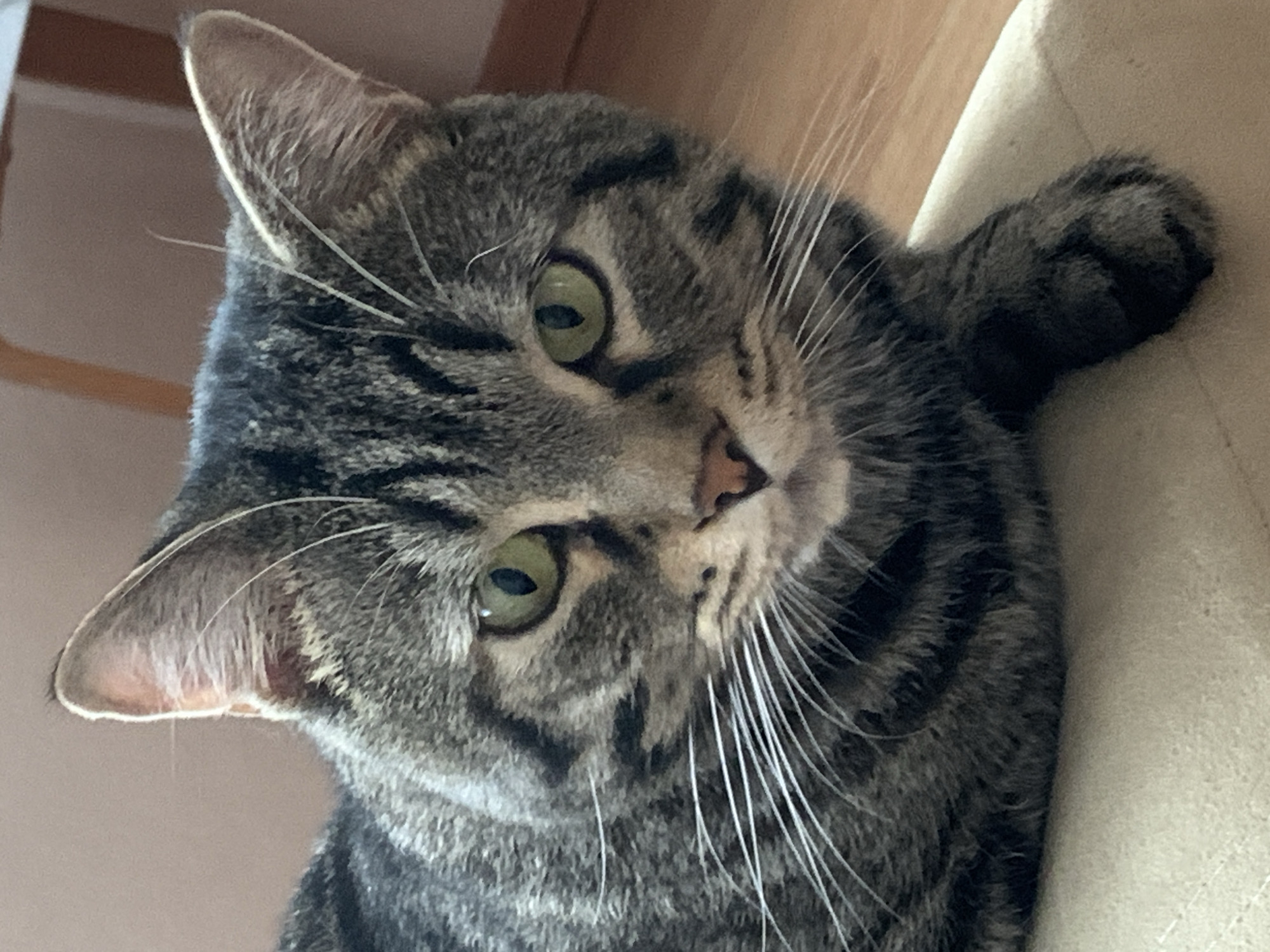 A close-up, slightly angled shot features a tabby cat. The cat has a grey and black striped coat with green eyes and white whiskers. It's looking directly at the camera with a curious expression. One of its paws is visible resting on a light-colored surface, possibly a piece of furniture. The background is blurred, showing a wooden surface and a lighter-colored wall or object. There's no indication of the city of Stavropol, Russia in the image.