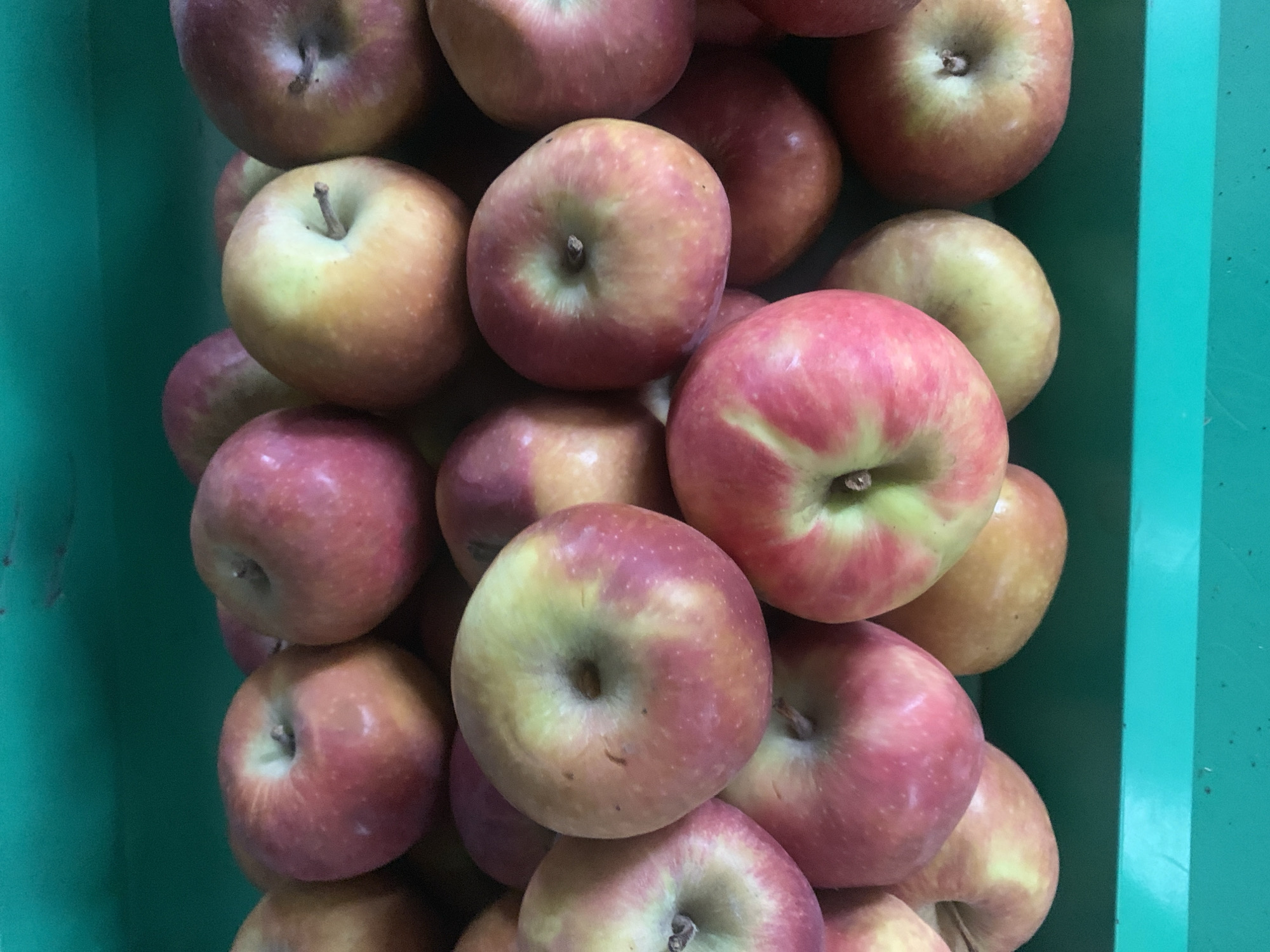 A close-up, overhead shot shows a collection of red and yellow apples filling a green bin. The apples are piled on top of each other, with some showing their stems. The lighting is natural, and the focus is sharp on the apples. The image provides no information about people or actions.