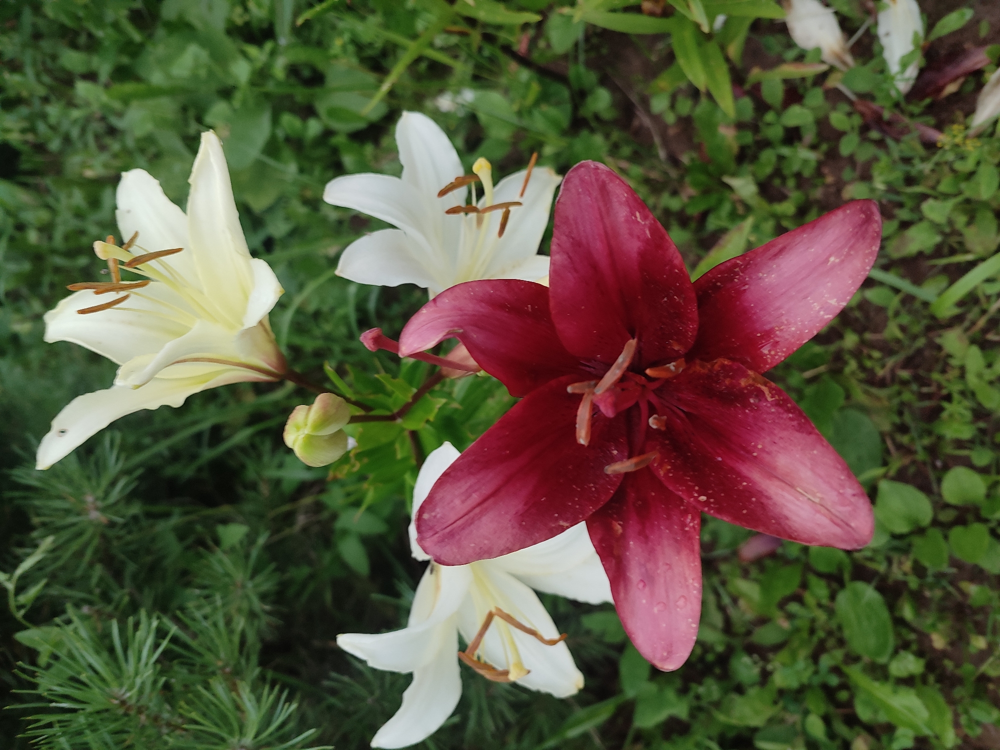 A close-up, eye-level shot captures a cluster of lilies in bloom, set against a backdrop of green foliage and pine needles. The most prominent flower, in the foreground, is a deep burgundy lily with six petals. Some petals show a dusting of light-colored pollen or speckles. Behind this, to the left, is a white lily with a creamy yellow center, its six petals slightly curled. To the right and slightly further back, another white lily is visible, its petals also slightly curved. The flowers appear to be in a garden setting. The overall impression is of a natural, outdoor scene. The image is of flowers and foliage. There are no people or buildings visible in the image, and thus no information can be determined regarding location in Igenche, Russia.