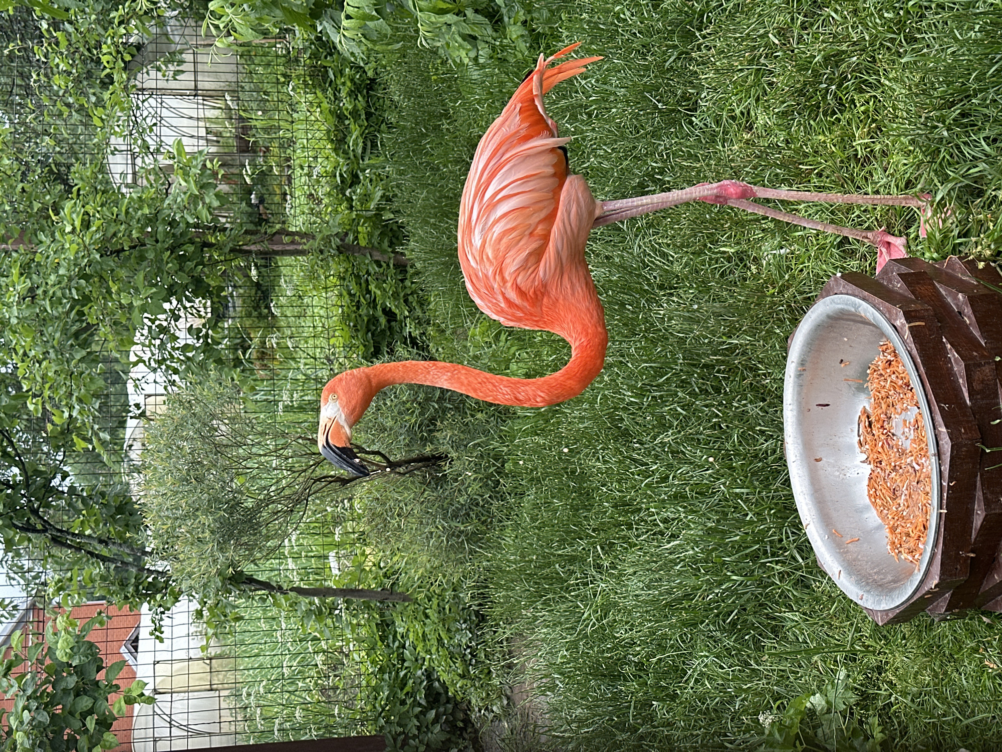 A vibrantly colored flamingo stands in a grassy enclosure, its bright pink plumage contrasting with the lush green grass. The bird is positioned to the right of the frame, with its long, elegant neck curved as it appears to be pecking at food in a shallow metal bowl. The bowl rests on a wooden base, which is constructed from stacked hexagonal wooden pieces. In the background, a black chain-link fence encloses the area, with trees and foliage visible beyond it. Some structures, possibly greenhouses or sheds, are also discernible behind the fence. The ground is covered in thick, tall grass, suggesting an outdoor environment. The lighting indicates it is daytime, likely overcast given the diffused light. The image does not contain any specific landmarks or elements that would indicate its location within the city of Izhevsk, Russia.