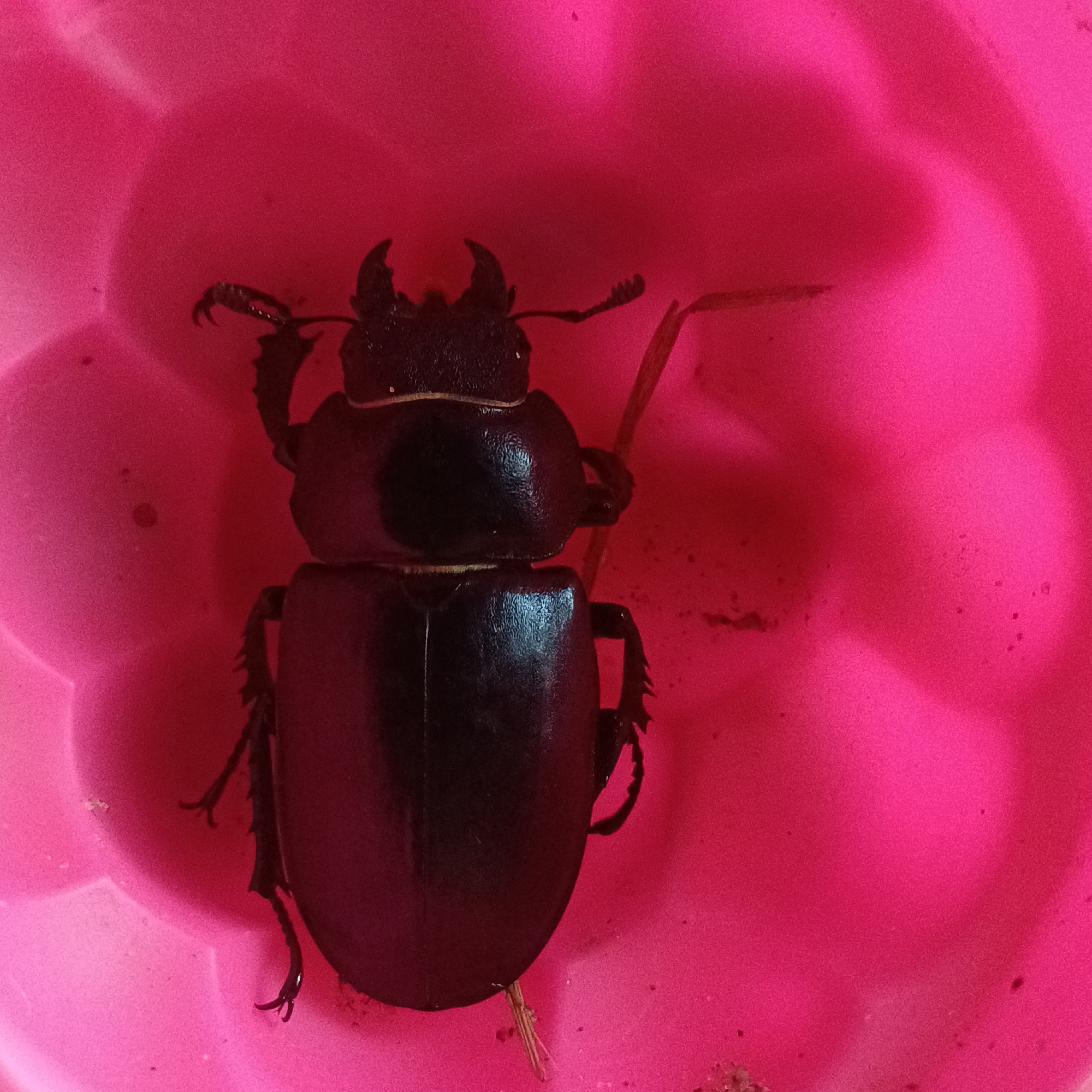 A black stag beetle with prominent mandibles is positioned in the center of a bright pink, circular, mold. The beetle is oriented vertically with its head at the top. Its antennae are visible, as are its segmented legs, some of which are splayed outwards. A thin, dry grass stem lies diagonally to the right of the beetle. The background is a smooth, matte pink surface with slight variations in light and shadow. The image was captured in Novokuybyshevsk, Russia.