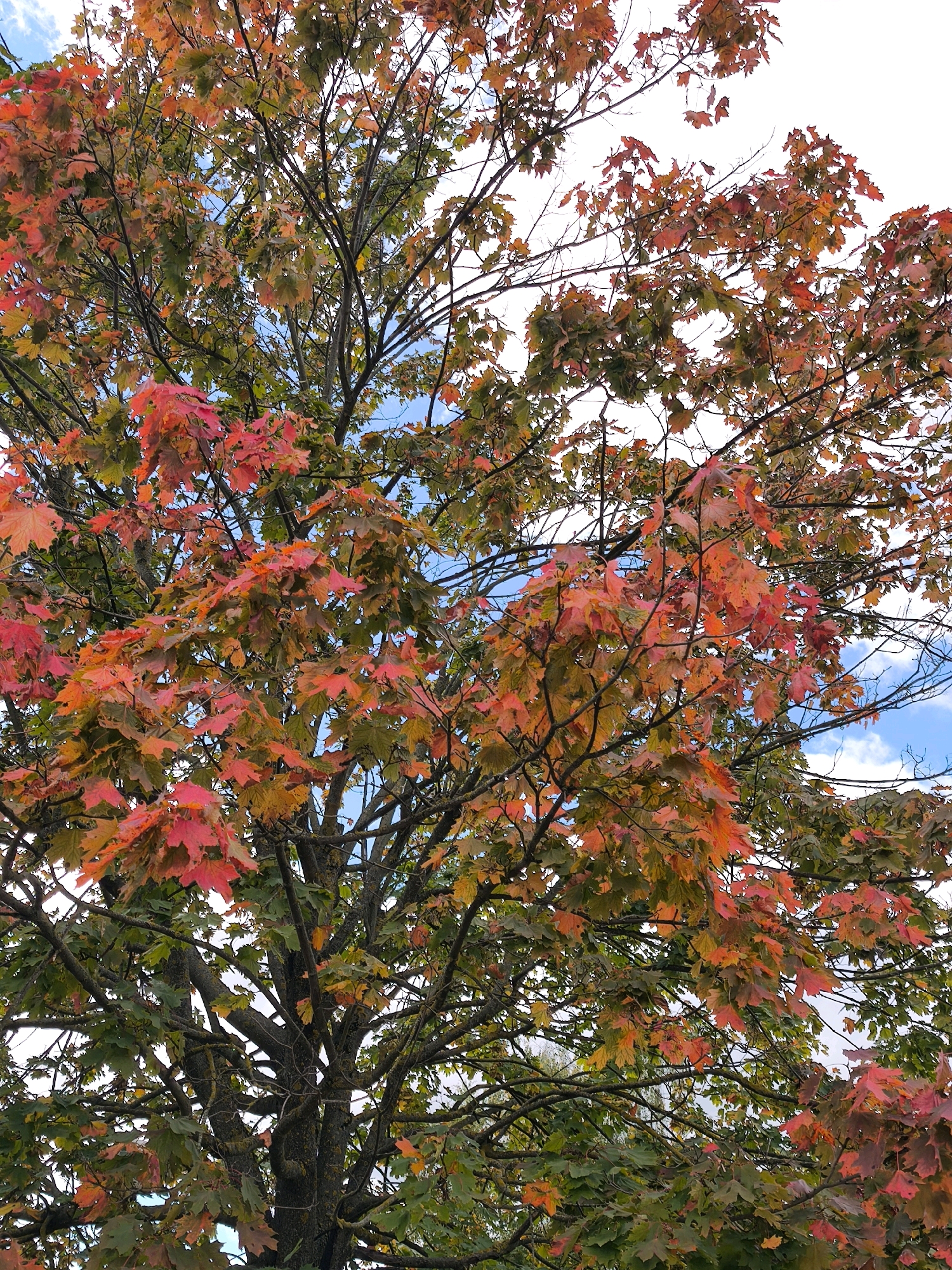 This is a close-up, low-angle shot of a maple tree in autumn. The leaves are a vibrant mix of green, red, and orange, with some branches bare. The sky is visible through the leaves, with patches of blue and white clouds. The tree appears to be located in a park or residential area in Mahilyow, Belarus, given its deciduous nature and the clear sky suggesting an outdoor setting. There are no people or animals present in the image. The bark of the tree is rough and dark, with some moss or lichen visible on the trunk. The sunlight filters through the leaves, creating a dappled effect.