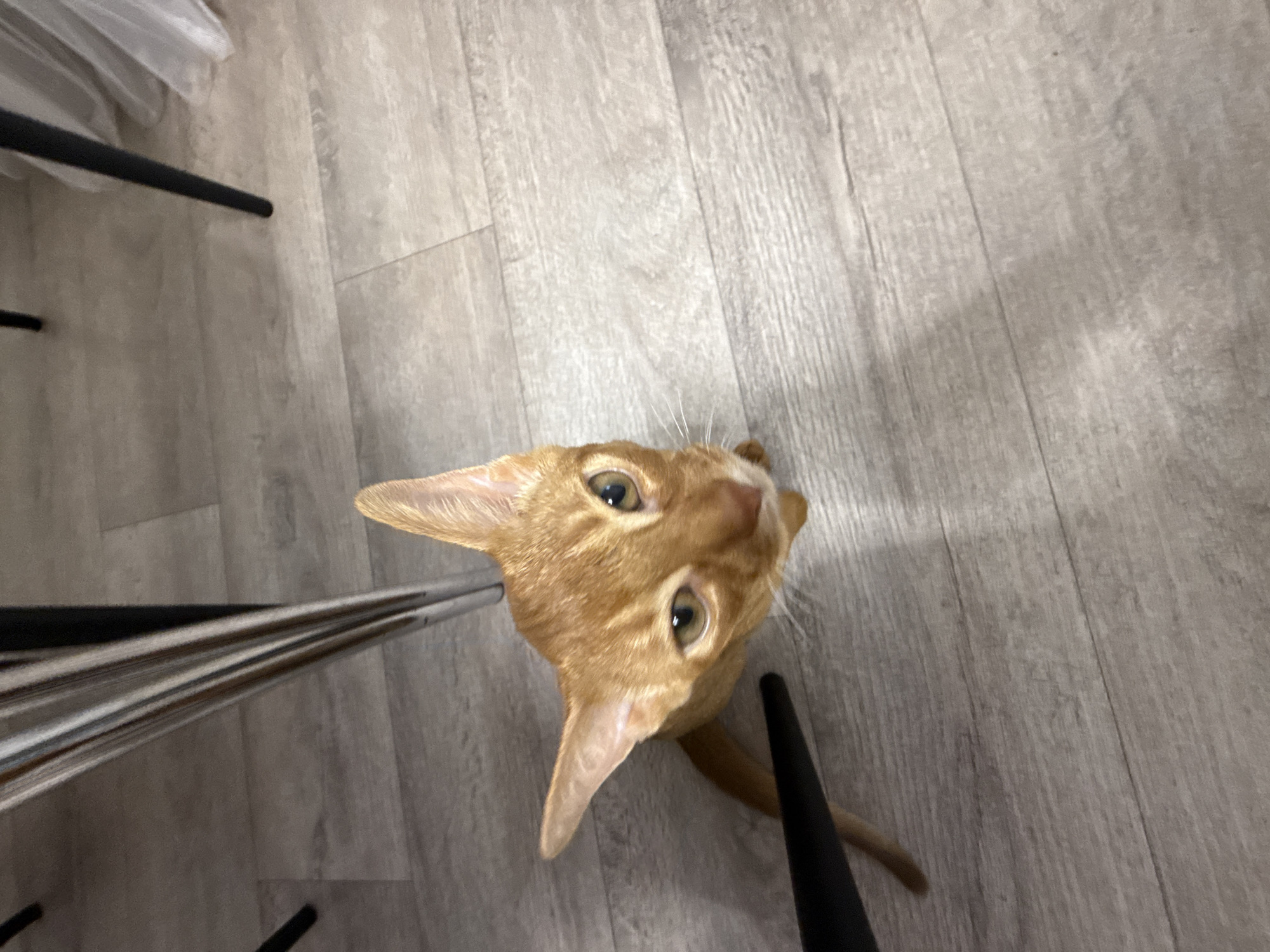 This is a high-angle, medium shot of an orange tabby cat looking directly up at the camera. The cat's head is tilted, and its wide, green eyes are focused on the viewer. Its ears are perked forward, and its whiskers are prominent. The cat's fur is a warm orange color with subtle tabby markings.
The cat appears to be indoors, standing on a light gray laminate wood floor. The floor has a wood grain pattern with visible planks and lines. To the left of the cat, partially visible in the frame, are the metallic legs and a section of the seat of a chair, suggesting the cat is in a dining area or living space. To the right, a black chair leg is visible, adding to the impression of being seated at a table. A faint shadow of the cat is cast on the floor.
The lighting suggests an indoor setting, possibly during the day due to the ambient light illuminating the floor. There is no visible text in the image. The overall mood is one of curiosity and direct engagement from the animal. The location is specified as Stary Oskol, Russia.