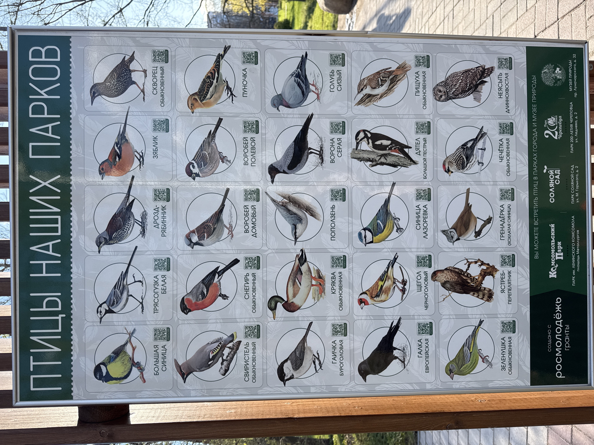 The image shows an informational sign about birds that can be seen in the parks of Cherepovets, Russia. The sign is titled "Birds of Our Parks" and features pictures of various bird species, each with its name in Russian. The sign also includes the names of three parks in Cherepovets: Komsomolsky Park, Solyanoy Sad, and Park 200-Letiya Cherepovtsa, as well as the Museum of Nature. The bottom of the sign indicates that it was created with grants from Rosmolodezh. The sign is attached to a wooden structure, possibly a fence or railing. The background shows trees and a blue sky.