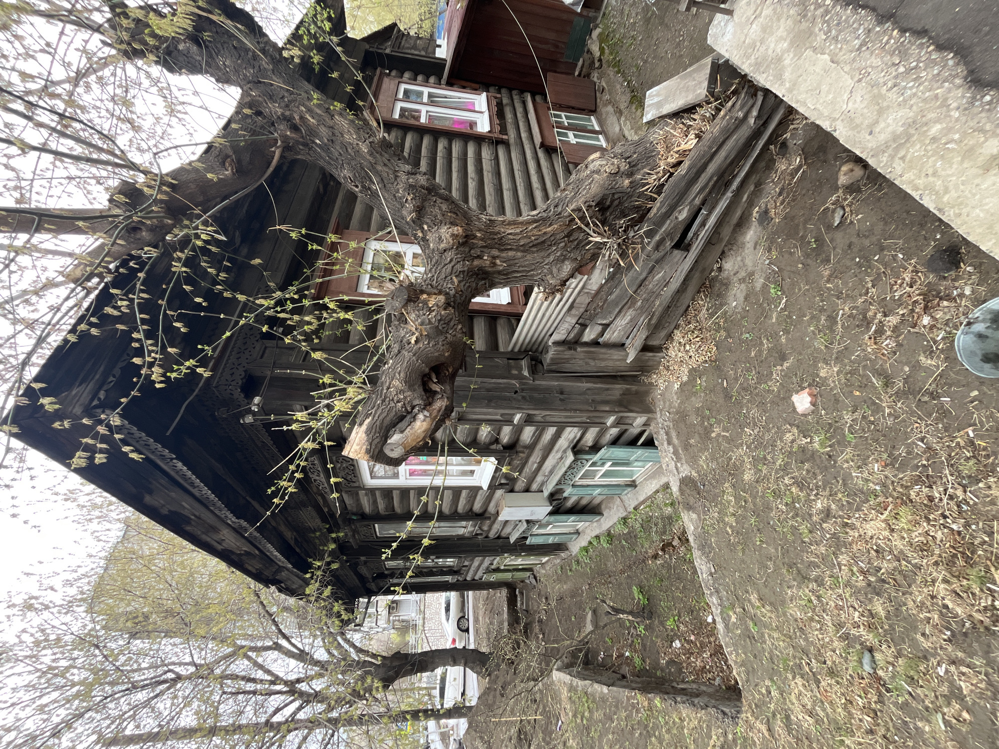 The image shows a two-story log house situated in an urban environment. A mature tree with early spring foliage is growing in close proximity to the house, its trunk and branches partially obscuring the facade. The house features multiple windows with varying frame colors, some with closed shutters. The ground surrounding the house is a mix of dirt, sparse vegetation, and scattered debris. A concrete walkway or barrier is visible along the edge of the property. In the background, there is a glimpse of other buildings and parked cars, suggesting a residential or mixed-use urban area. The image gives the impression of a slightly neglected or overgrown urban space.