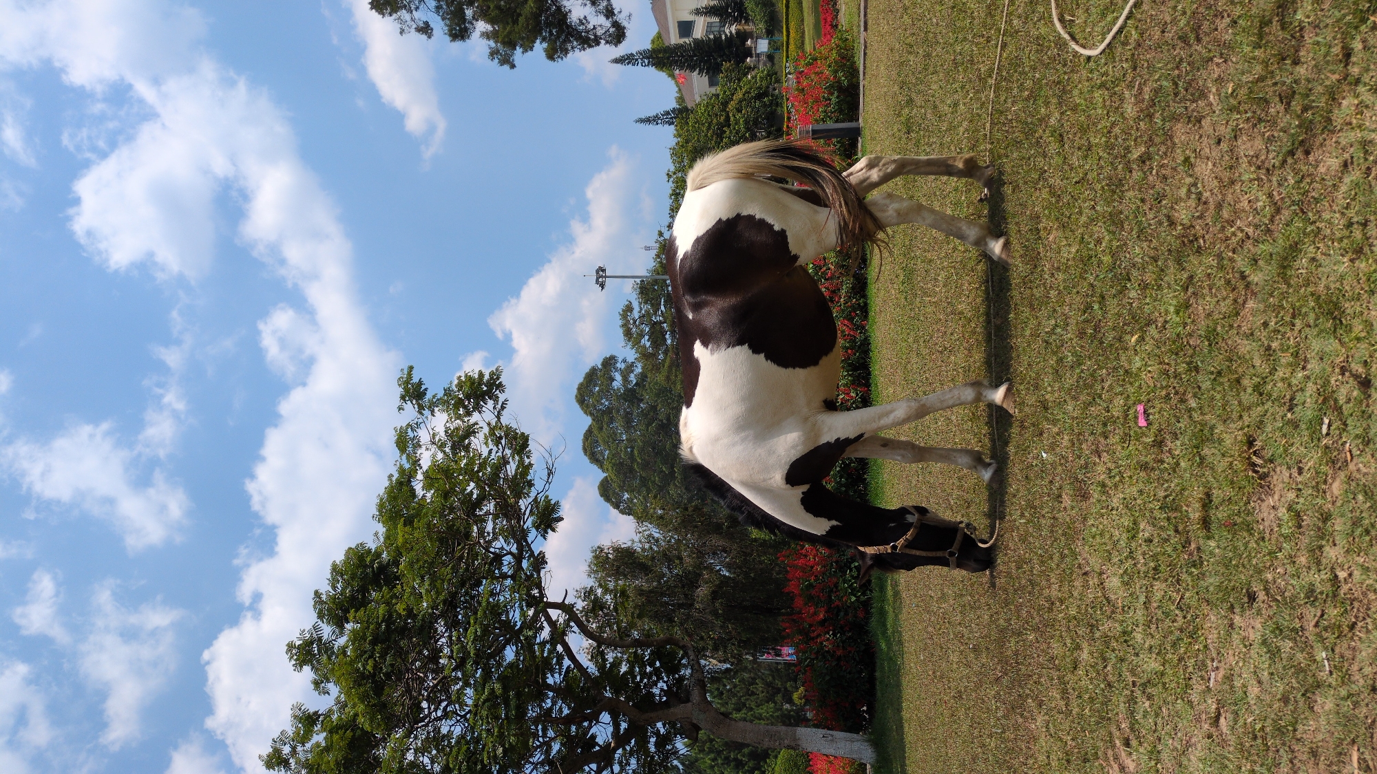 The scene is an outdoor setting, possibly a park or grassy area, in Da Lat, Vietnam. The focal point is a horse, predominantly white with large brown patches, grazing on the grass. The horse has a light-colored mane and tail. It is wearing a halter with a rope attached, likely for leading or tethering.
The environment includes a blue sky with scattered white clouds and greenery, including trees and red flowers, which are typical of Da Lat's landscape. A building can be seen in the background. The lawn on which the horse grazes appears well-maintained.
