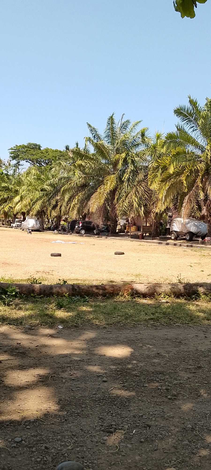 The image shows an outdoor scene under a clear blue sky, likely in Pekutatan, Indonesia, given the presence of palm trees and the general tropical environment. The foreground is a gravelly dirt path with scattered rocks and some dry grass. A large, rough log lies horizontally across the mid-ground, with sparse green vegetation growing around it. Beyond the log, a large, flat area of dry, light brown grass stretches back.
In the mid-ground and background, a row of mature palm trees with their characteristic fronds dominates the scene, casting shadows. Several vehicles are visible parked along a paved area behind the palm trees. These include what appears to be a dark-colored car, a white vehicle covered with a tarp, and a small utility vehicle also covered with a tarp. There are also some simple structures that look like small open-air stalls or shelters beneath the palm trees. The overall impression is a parking area or open space adjacent to a tropical vegetation line, possibly near a beach or a community area. The lighting suggests it is daytime, with the sun high in the sky.