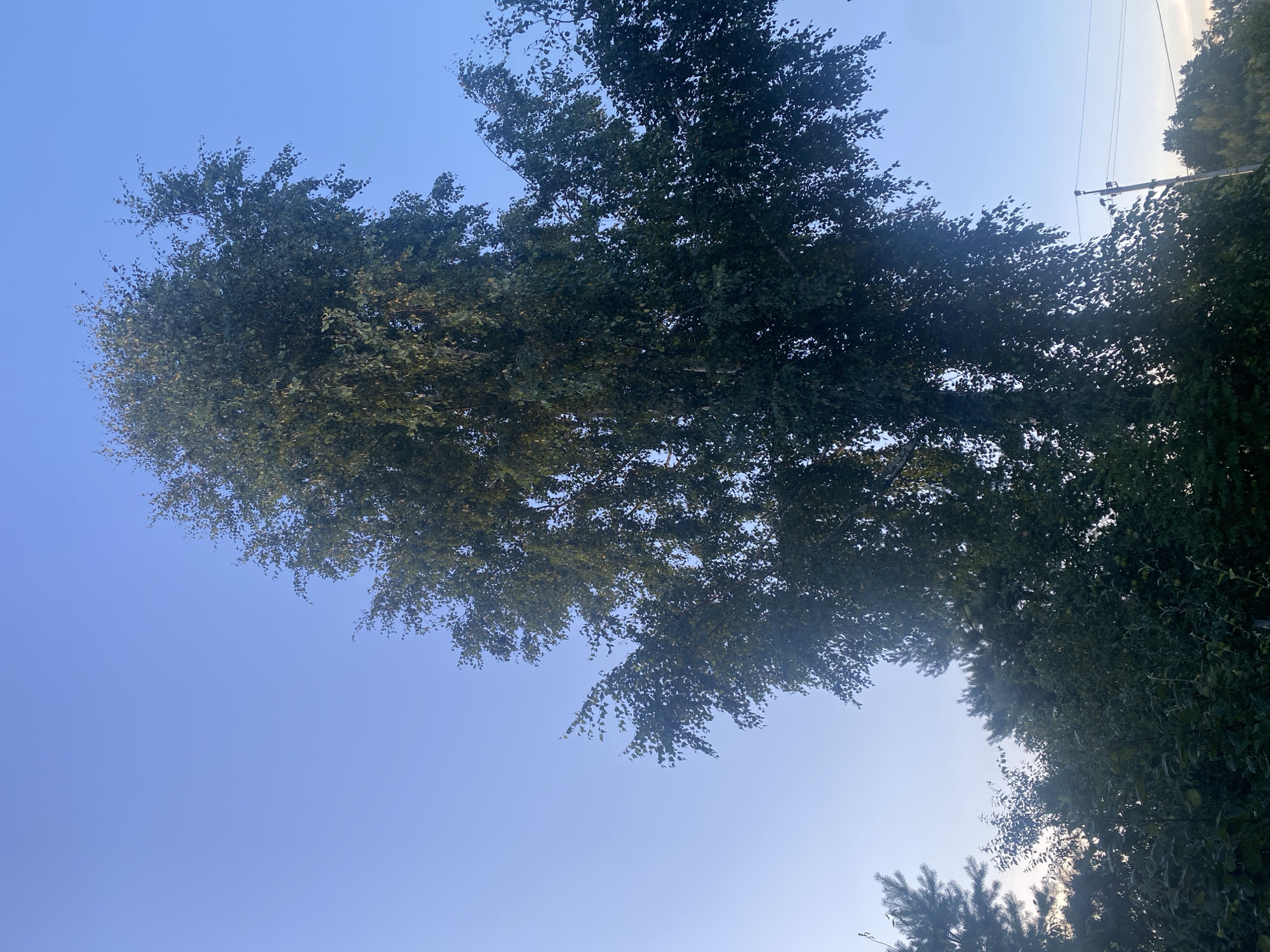 A tall, dense tree with dark green foliage dominates the center and right side of the image against a clear, pale blue sky. The tree's branches are spread wide, with some leaves appearing to sway or flutter. In the lower right quadrant, a utility pole with power lines is visible, extending upwards towards the tree. The background shows a line of more distant trees and foliage, appearing slightly out of focus and darker than the main tree. The overall scene suggests an outdoor environment, possibly a park or residential area, with the presence of electrical infrastructure.