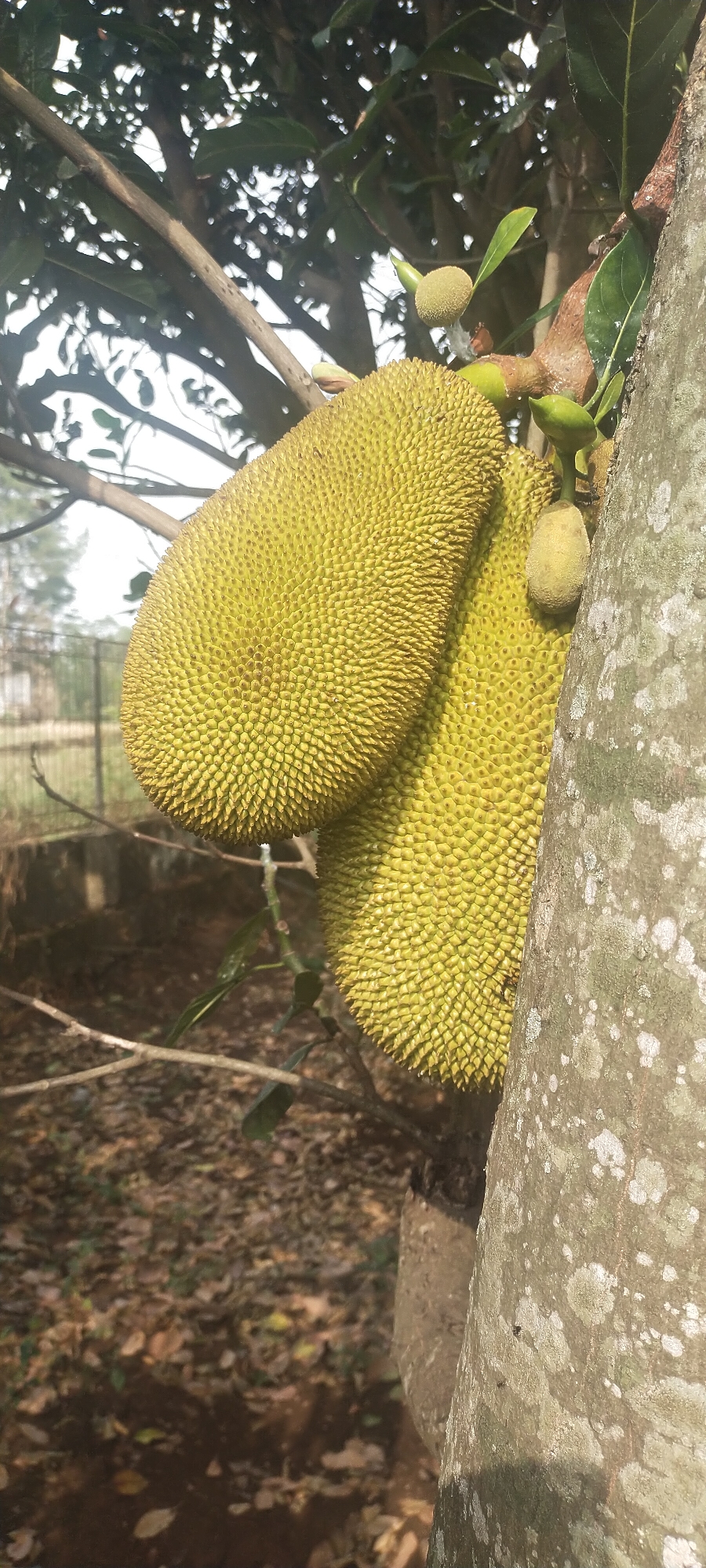 Two large, spiky green jackfruits are attached to a tree. One fruit is positioned above and slightly to the left of the other. Both fruits are facing towards the camera, with their textured surfaces clearly visible. A thick tree trunk, with rough, grey bark, is on the right side of the image. Several smaller green jackfruit buds and leaves are also visible on the branches near the fruits. The background shows a blurred scene of dry leaves on the ground and some vegetation. A hint of a fence is visible in the far background. The image was taken in Pasirhuni, Indonesia.