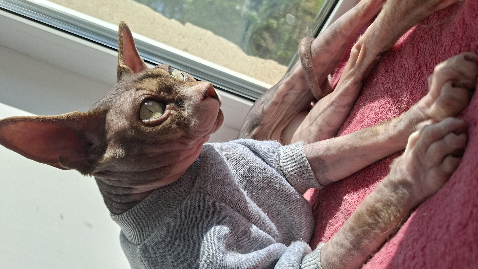 A hairless cat, wearing a grey sweatshirt, is lying on a pink blanket by a window. The cat has large ears and green eyes. Sunlight is streaming in from the window, casting shadows and highlighting the cat's skin and fur. The cat's paws are visible, and its tail is wrapped around one of its legs. The background shows greenery outside the window, suggesting an outdoor or natural environment. The scene appears to be indoors, possibly in a residential setting within the Забалоцкі сельскі Савет region of Belarus.