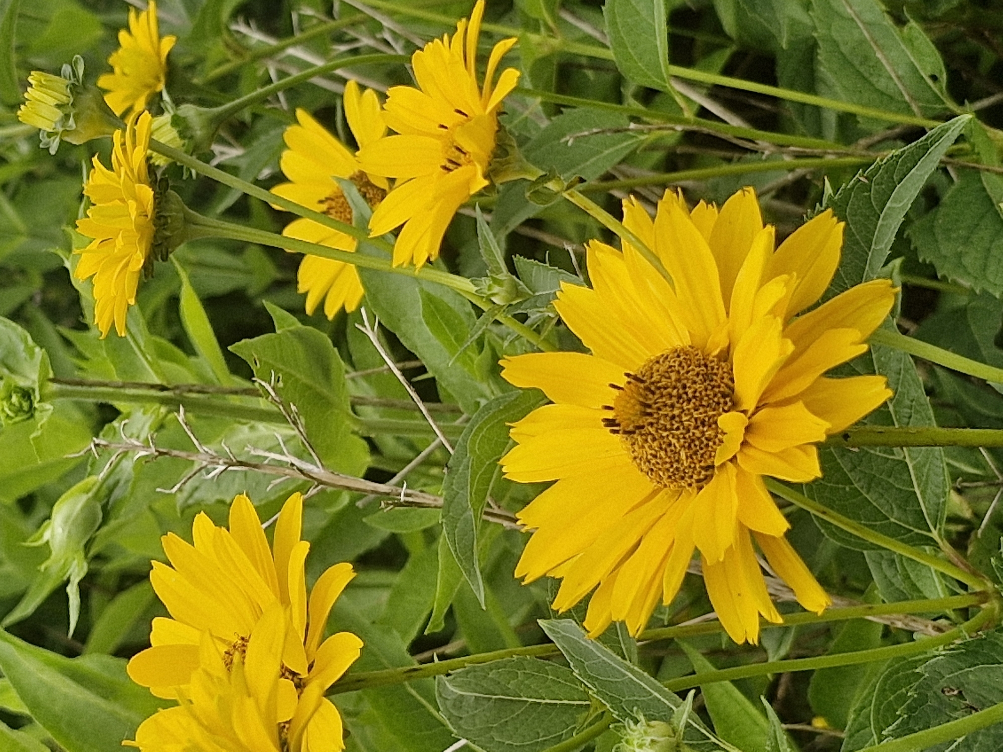 A close-up, eye-level shot focuses on a cluster of vibrant yellow wildflowers against a backdrop of lush green foliage. The flowers, with their daisy-like petals and textured brown centers, are the prominent subjects. Several blossoms are in full bloom, their petals fanned out and some appearing slightly wilted. One large flower dominates the foreground, its petals reaching towards the viewer. Other flowers are visible in various stages of bloom and at different depths of field, creating a sense of abundance. Thin, dry stems and buds are interspersed among the blooming flowers, hinting at the cycle of life. The overall environment is natural and outdoors, suggestive of a garden or a meadow. There are no people or man-made structures depicted in the image, and no specific location within the city of Ķekava, Latvia, can be determined from the visual information provided.