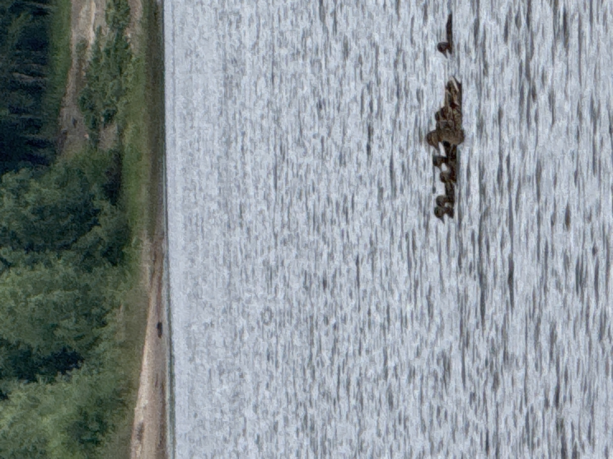A flock of ducks swims on a body of water. The water has ripples and appears to be a light gray color. In the background, there is a shoreline with green trees and a sandy area. There is no evidence to suggest this image is located in the city of Chaikovsky, Russia.