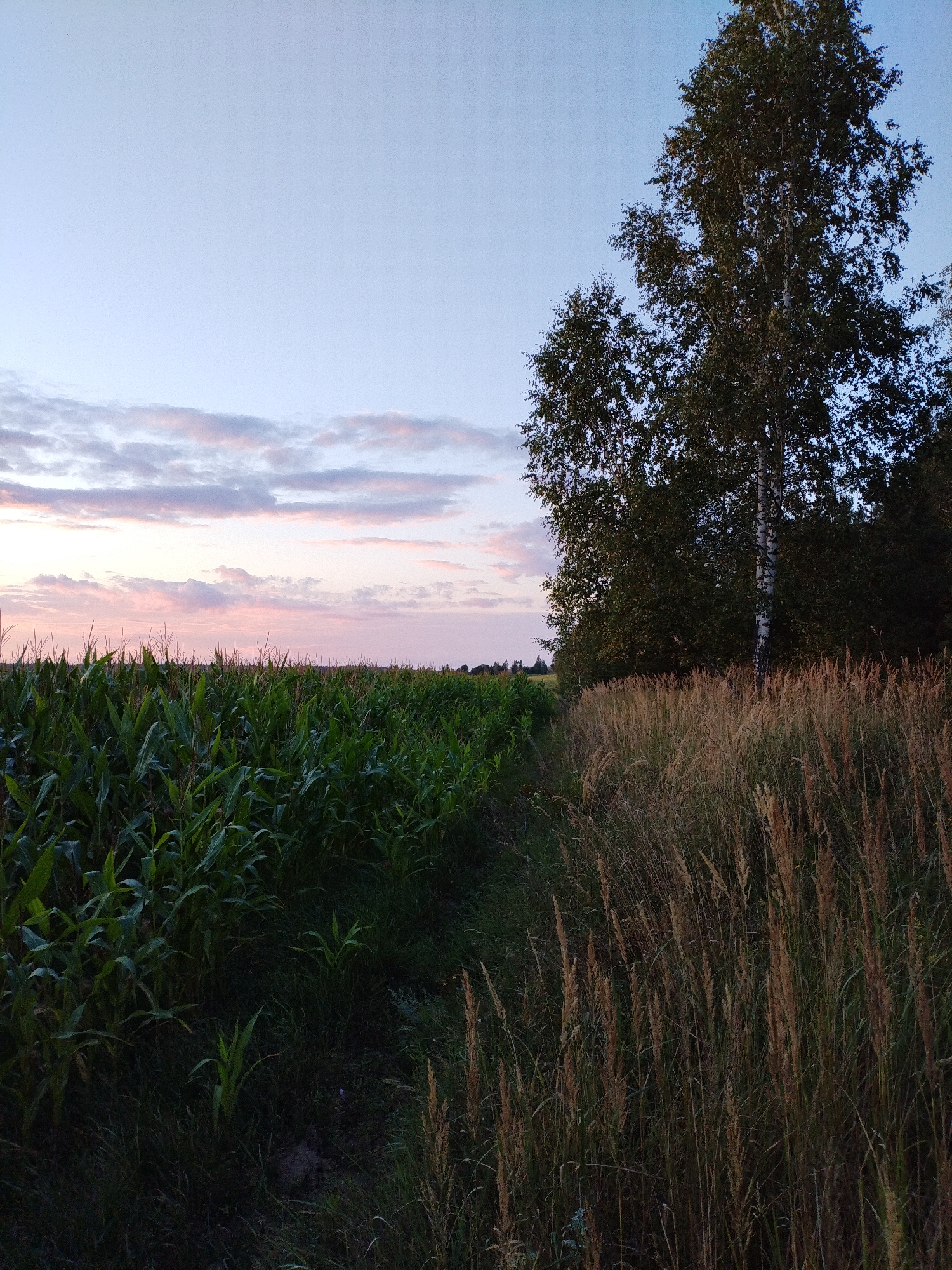 The image depicts a rural landscape at dusk, likely near Bialynichy, Belarus. The scene is divided into two distinct sections. On the left, a dense field of green corn stalks stretches towards the horizon, with their leaves illuminated by the fading light. To the right, a path or clearing is bordered by tall, dry grasses and interspersed with darker foliage. A prominent birch tree, with its characteristic white bark, stands tall against the sky, its dark green leaves silhouetted. In the background, a line of trees forms a dark silhouette. The sky above is a gradient of soft blue, transitioning to pale pink and lavender hues where thin, wispy clouds are present, indicating the twilight hour. No people or animals are visible in the frame.
