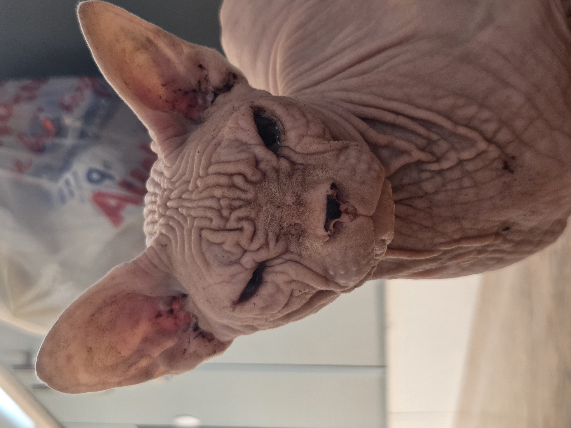 A close-up, eye-level shot shows a hairless Sphynx cat looking directly at the camera. The cat has prominent wrinkles on its face and body, with large ears that appear to have some dark debris or dirt inside. Its eyes are narrowed, giving it a stern or displeased expression. The background is blurred, but appears to be an indoor environment with light-colored walls and some indistinct objects, possibly stored items, in the upper right corner. The overall lighting is even, with the cat being the sole clear subject. The provided location, Восход Снт (фролово), Russia, is irrelevant to the visual content of the image.