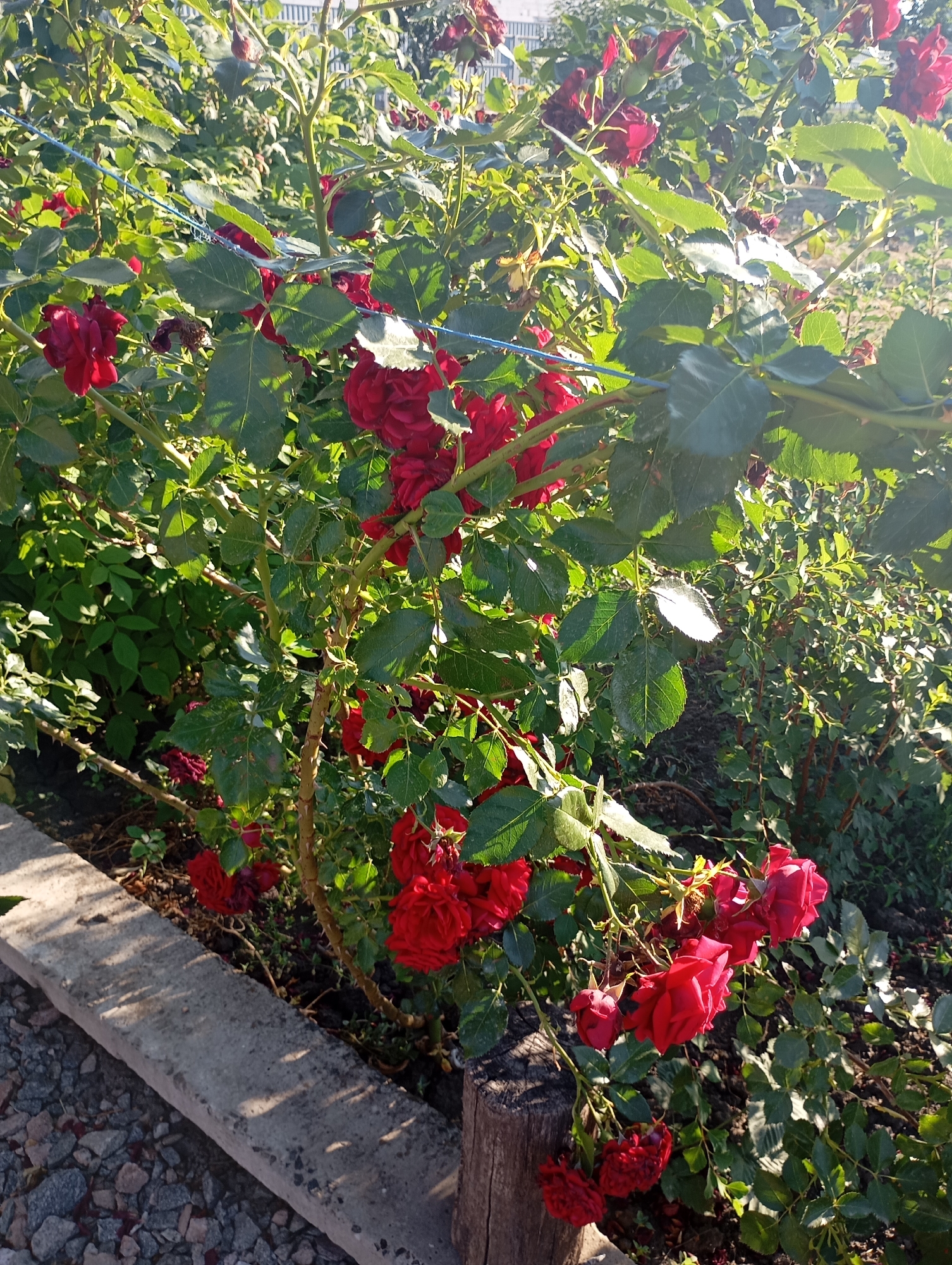 A close-up, eye-level shot showcases a cluster of vibrant red roses in full bloom, set against a backdrop of lush green foliage. The roses, some fully open and others in bud, are arranged on thorny branches that are somewhat supported by a thin blue cord. Sunlight filters through the leaves, creating bright highlights and casting shadows, suggesting it is late afternoon or early morning.
The scene appears to be a garden. In the foreground, a weathered concrete border runs horizontally across the bottom left of the frame, separating the rose bush from a path covered with small, greyish-pink gravel. To the right of the concrete border, a rough wooden post is partially visible. The overall impression is one of a peaceful, natural setting bathed in warm light.
No people are visible in the frame, nor is any text. The focus is entirely on the beauty and natural detail of the rose bush. The location context, Sozonivka, Ukraine, implies an outdoor, temperate environment. The time of day is suggested by the quality of light, which is soft and directional, hinting at either sunrise or sunset. The weather appears clear and sunny.