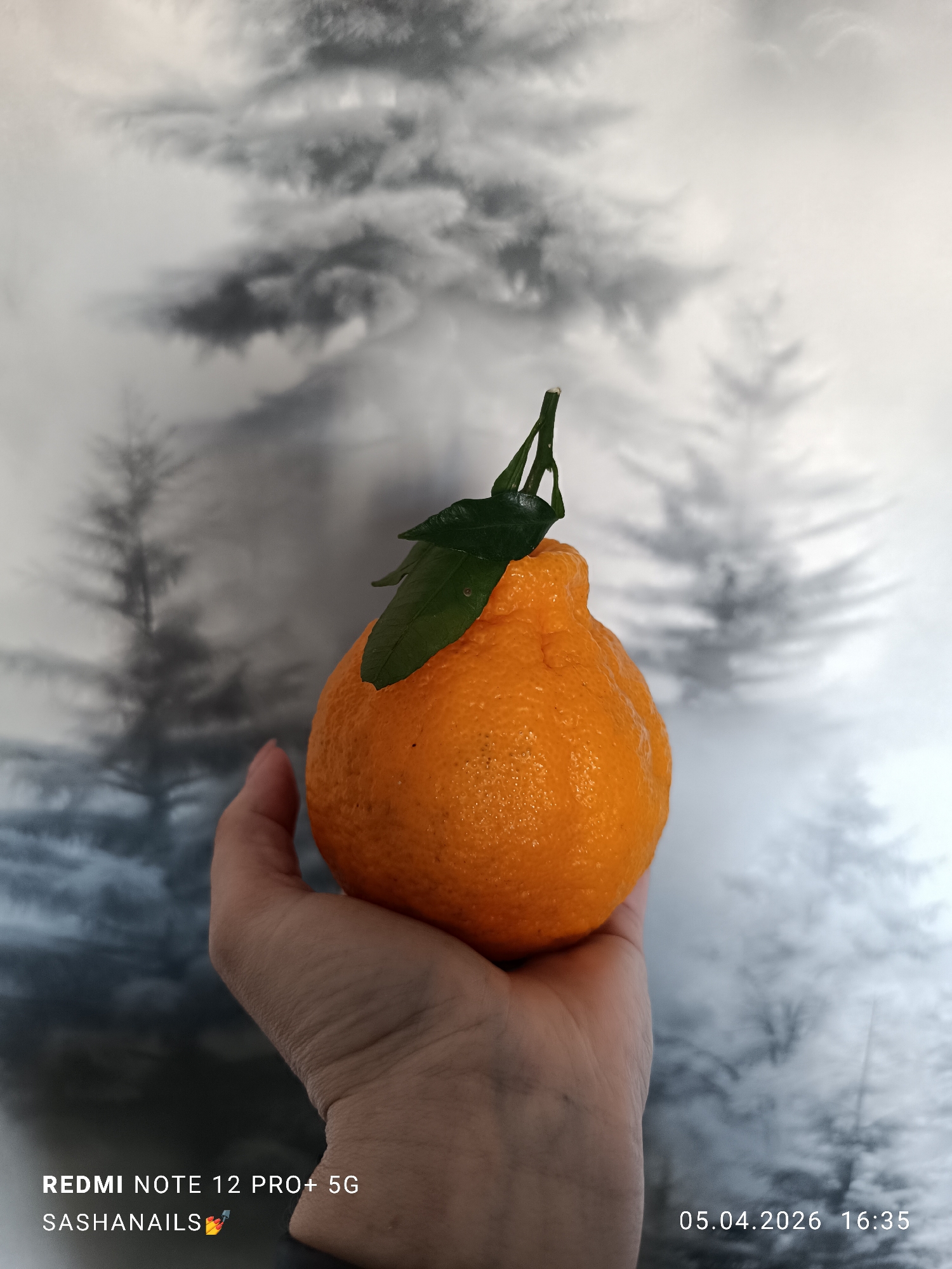 A person is holding an orange in their hand. The orange has a stem and two leaves attached. The background is a blurred image of trees. The bottom left corner of the image has text that reads "REDMI NOTE 12 PRO+ 5G", followed by "SASHANAILS". The bottom right corner of the image has the date "05.04.2026" and the time "16:35". The location is implied to be in Chaikovsky, Russia based on the text in the bottom left corner.