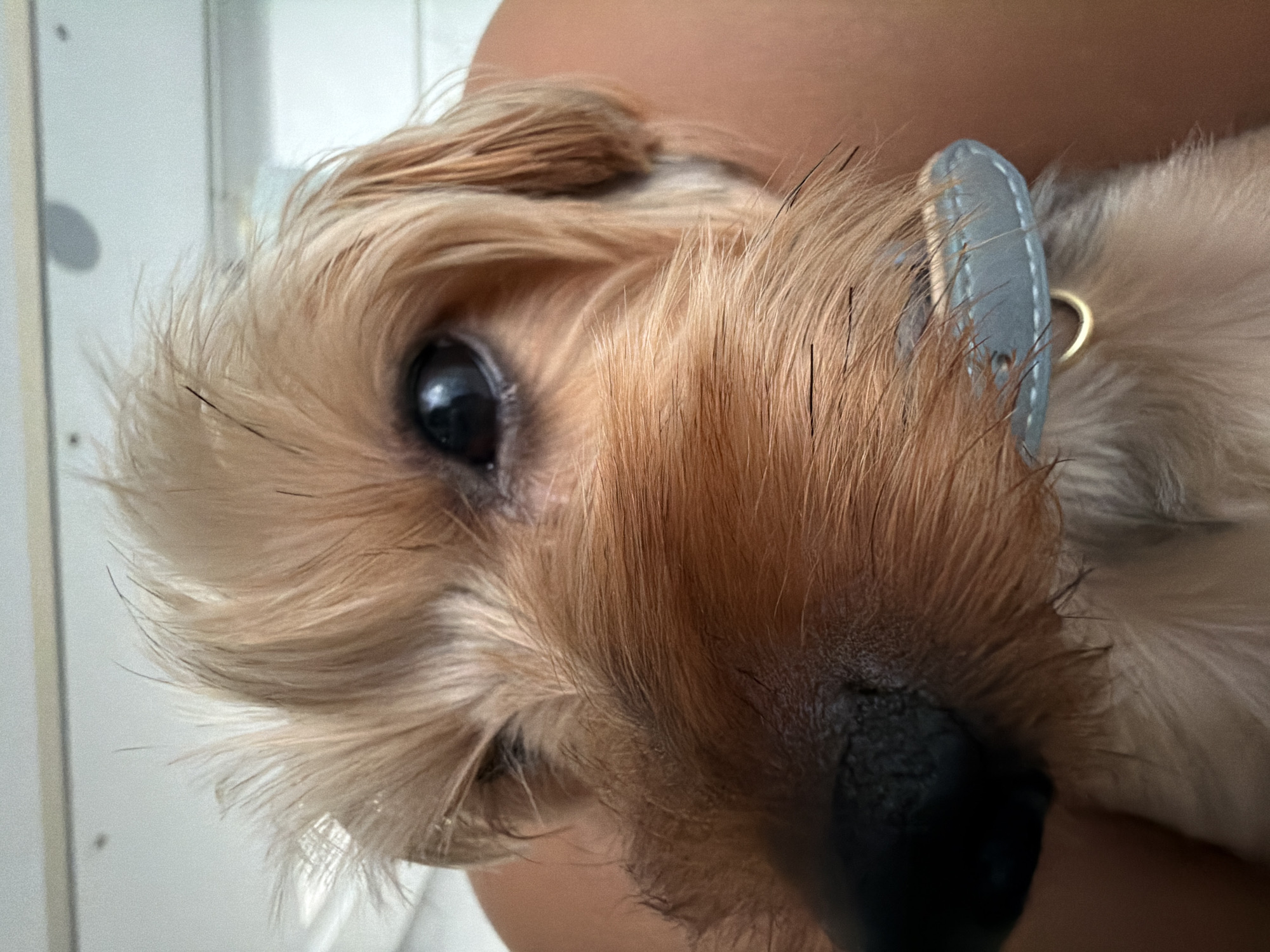 This is a close-up, eye-level, indoor shot of a small, light brown dog. The dog's face dominates the frame, with its nose and one eye prominently displayed. The dog is wearing a light blue collar. The background is blurred, showing a light-colored wall with horizontal paneling and a faint shadow. There are no discernible details that would indicate a specific location in Thep Krasatti, Thailand.