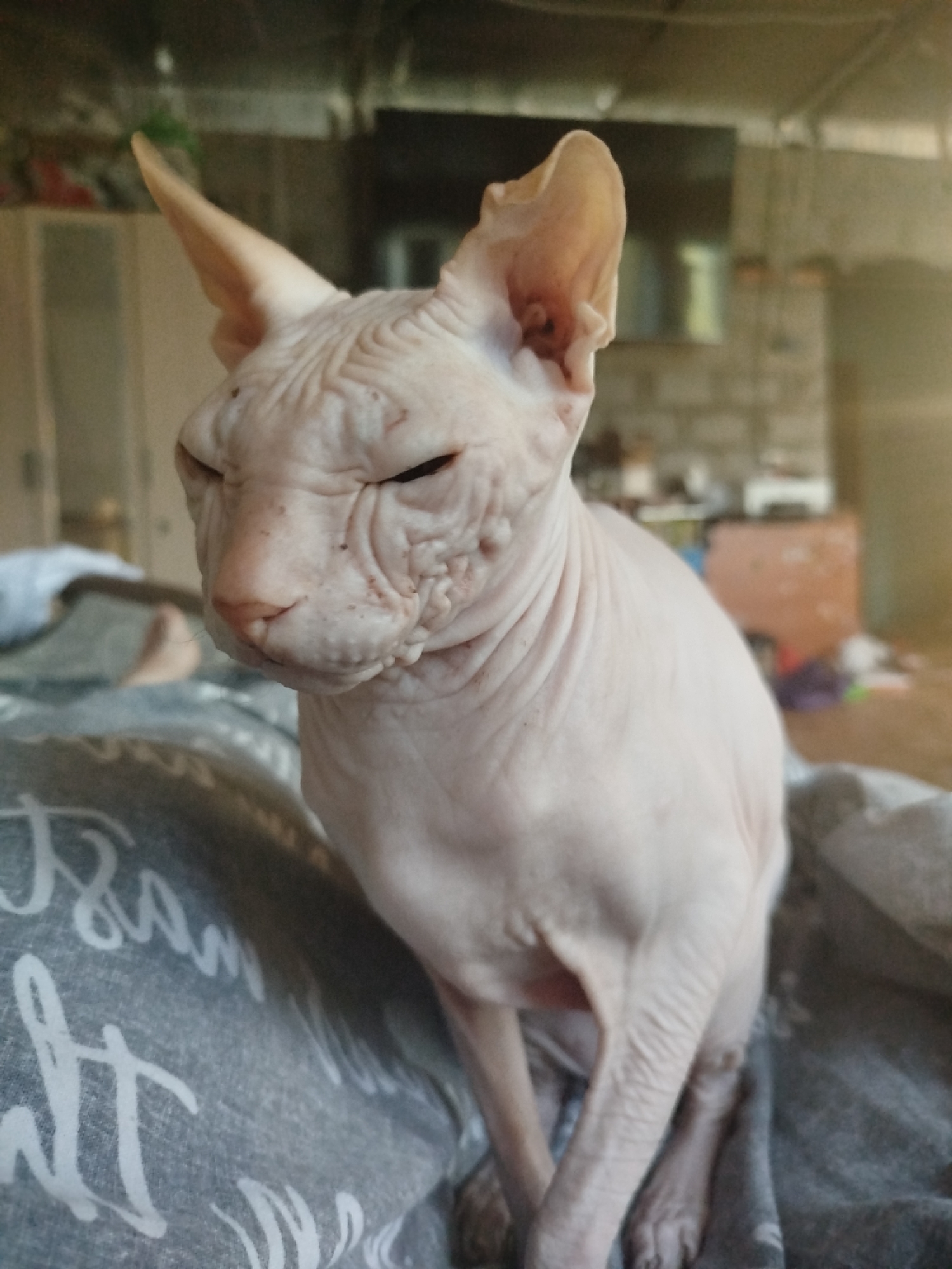 A Sphynx cat with pale pink skin and prominent wrinkles is sitting on a patterned gray blanket, looking to its left with its eyes partially closed. The cat's ears are large and erect. The background is blurred and appears to be an indoor setting, possibly a room with shelves and furniture. The image does not provide any specific details that would allow for localization to Zavodoukovsk, Russia.