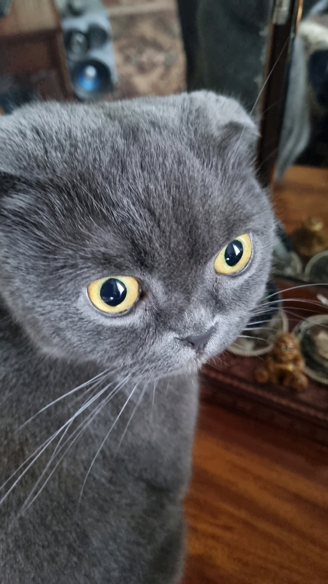 A close-up, eye-level, medium shot captures a grey Scottish Fold cat looking directly at the camera. The cat's fur is short and dense, and its ears are folded forward. Its large, round eyes are a striking yellow with black pupils. The cat's face is slightly tilted to the right, and its whiskers are long and white. The background is blurred, but appears to be an indoor setting with wooden surfaces and some objects that may be decorative items. The lighting is natural and soft, creating a warm and inviting atmosphere. The image was taken in the city of Vysokoe, Russia.