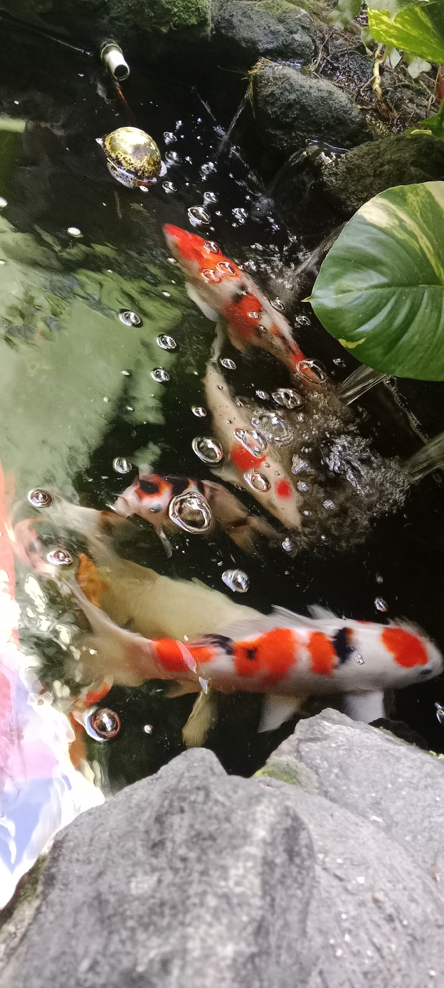 This is a close-up, overhead, vertical shot of a pond containing several koi fish and a snail. The water is dark and appears murky, with numerous small bubbles rising to the surface, indicating aeration or movement. The koi fish are predominantly white with large patches of orange and black. One fish in the foreground is clearly visible, with its body angled and its orange and black markings distinct. Another fish, partially obscured, is also visible with similar coloration. A light-colored snail with a patterned shell is floating on the surface of the water near the top left of the frame. Green foliage, possibly from a pothos plant, is visible along the top right edge of the pond. Several large, dark, moss-covered rocks are submerged and visible within the pond, particularly in the background and foreground. The overall environment suggests an outdoor pond setting. The scene is located in Maguwoharjo, Indonesia.