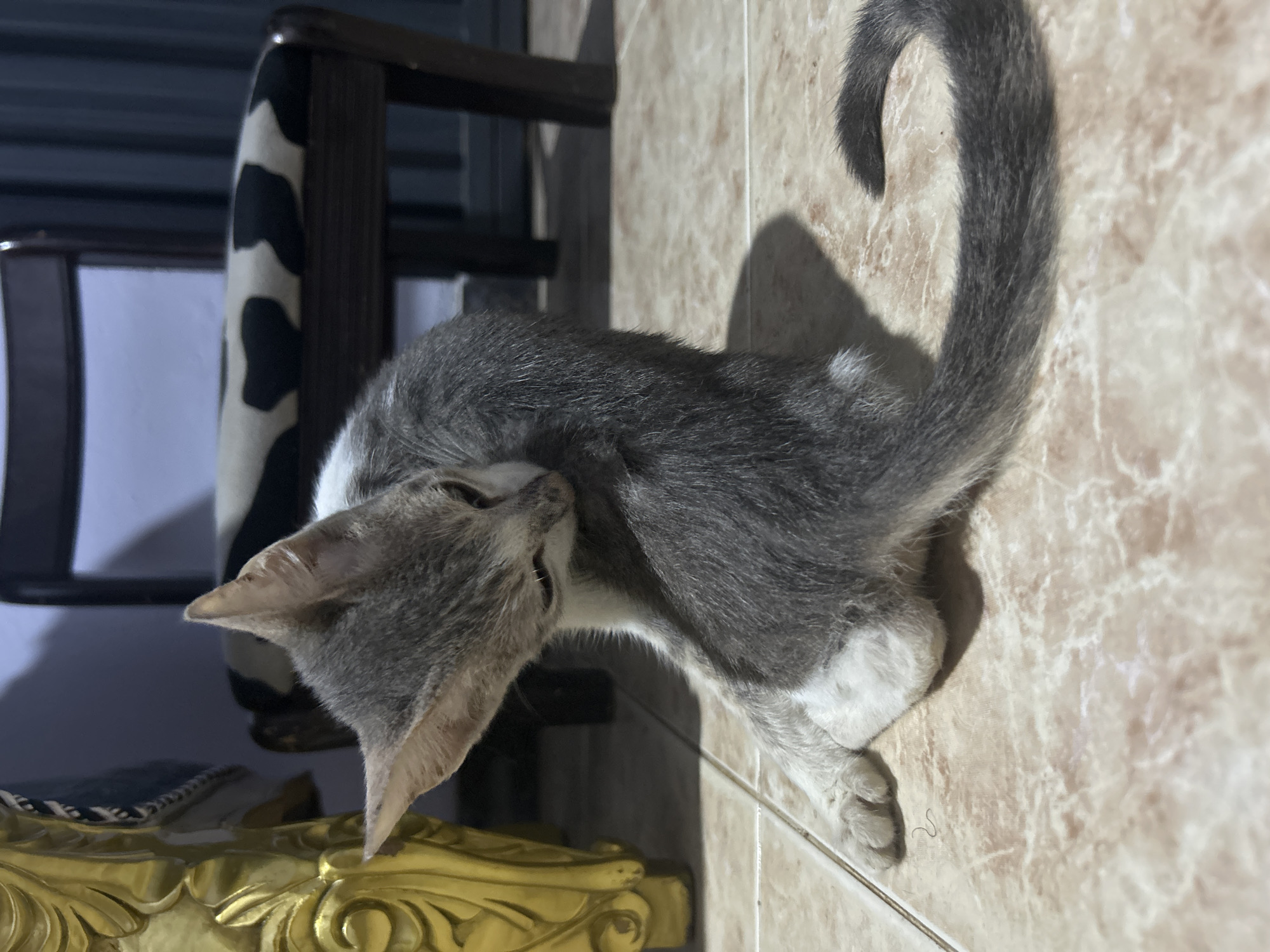 In Lagos, Nigeria, a grey and white kitten is grooming itself on a tiled floor. The kitten is curled up, licking its back. To the left of the kitten is the ornate golden leg of a table. In the background, a wooden chair with a black and white cowhide-patterned seat is visible. The setting appears to be indoors, possibly a residential space.