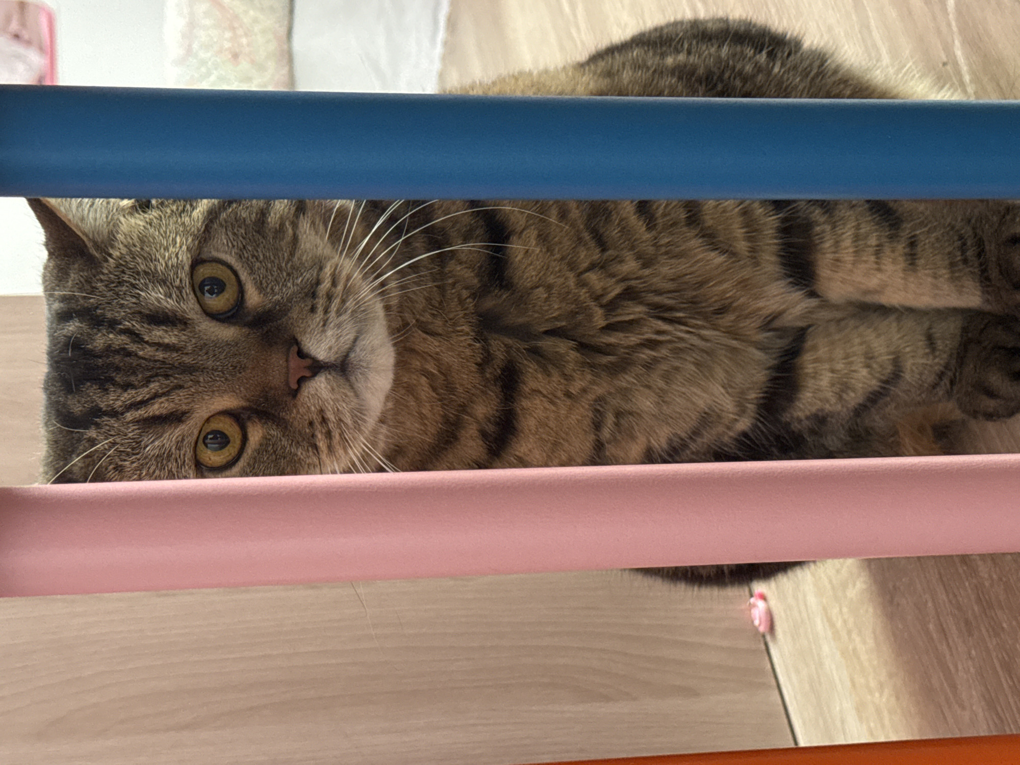 A tabby cat with yellow eyes is peeking through colorful bars in what appears to be a domestic indoor setting. The cat is mostly visible, with its head and upper body filling the frame. The bars, colored orange, pink, and blue, are vertically oriented and positioned in front of the cat. The background shows a wooden floor and a hint of a white textured surface, possibly a rug or bedding, and a wall with vertical wood paneling. A small pink object is visible on the floor to the left of the cat. The lighting suggests an indoor environment with overhead illumination. There are no people or discernible outdoor elements indicating a specific location in Mikhaylovsk, Russia.