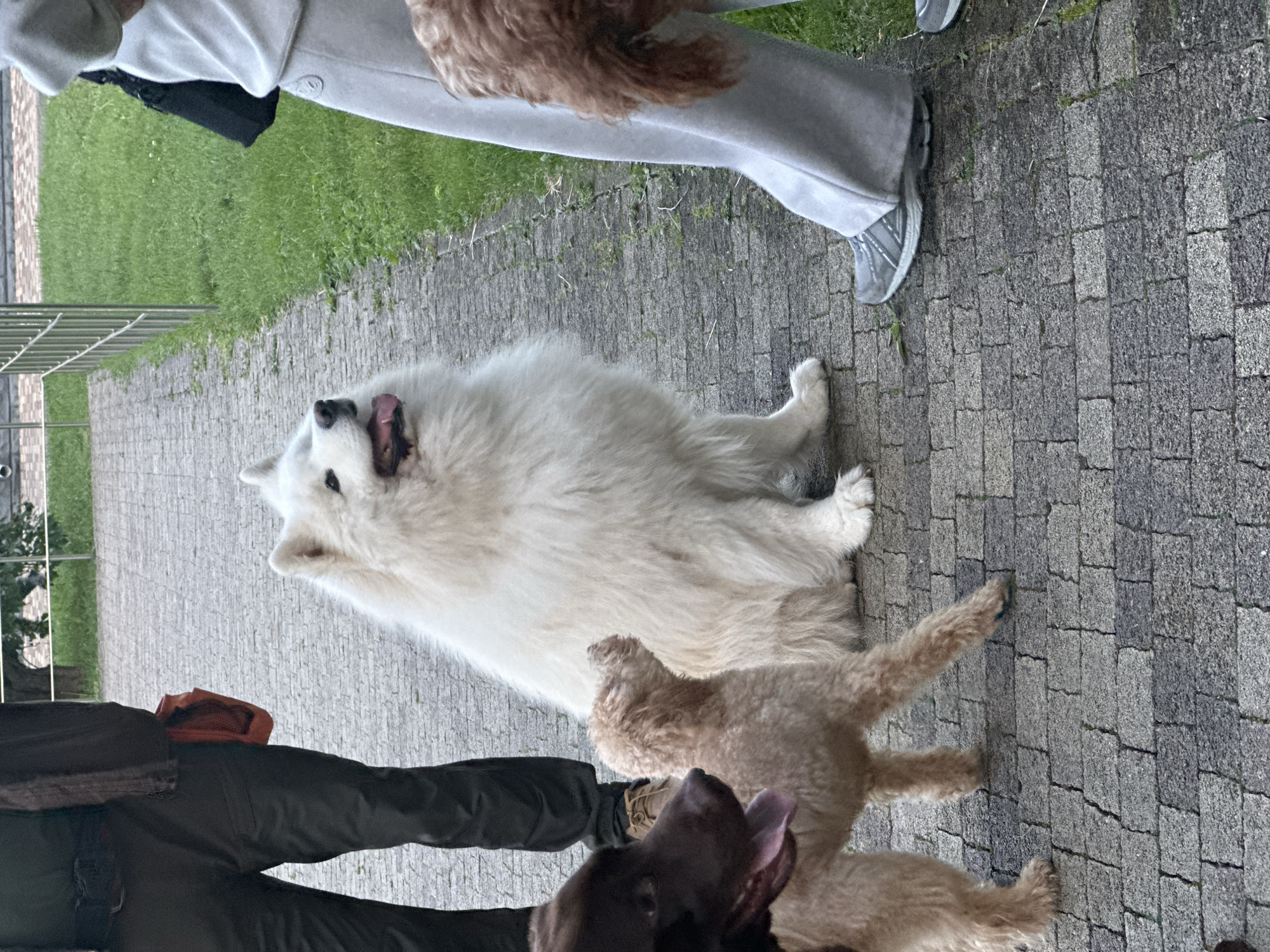 An outdoor scene captured at ground level shows four dogs and two partially visible people on a paved walkway, with grass and a metal fence in the background. The walkway is constructed of grey and darker grey rectangular pavers.
On the left, a person wearing dark green or brown pants and a dark top is visible from the waist down, with an orange utility pouch attached to their right hip. Their feet are not clearly visible. In the center, a large white, long-haired dog, resembling a Samoyed, sits on the pavers, looking up and to the right with its mouth open and tongue partially extended. To its left and slightly forward, a small to medium-sized light brown dog with curly fur, possibly a Poodle or Doodle mix, stands facing left and slightly upwards. To the far lower left, the head and chest of a dark brown dog, possibly a Labrador Retriever, are visible, looking left with its mouth open and tongue extended.
On the right side of the image, another person is visible from the waist down, wearing light grey sweatpants and light grey athletic shoes with white soles. Partially obscured by this person's leg, the hindquarters and tail of a medium-sized, curly-haired brown dog are visible at the lower right.
The dogs appear to be gathered around the people, suggesting an interaction or walk. The background includes a strip of green grass and a dark metal fence, behind which more greenery and distant structures are indistinctly visible. The location is an outdoor paved area in the city of Unknown, Unknown.