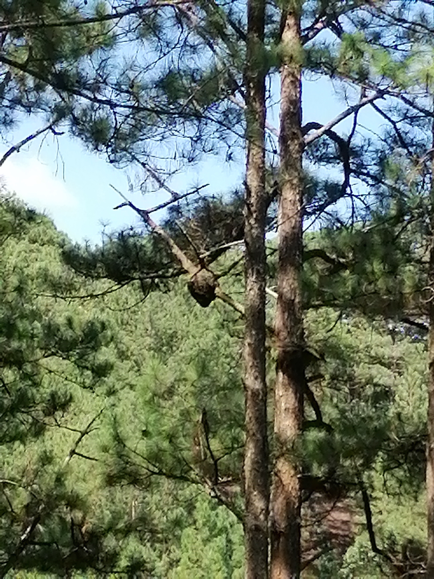 This image depicts a dense forest of pine trees, characteristic of the mountainous terrain surrounding Da Lat, Vietnam. The foreground features the rough bark of several mature pine trees, their branches laden with green needles. The background is a tapestry of more pine trees, creating a verdant hillside. The sky is visible through the canopy, a pale blue with hints of white clouds. There are no people or man-made objects visible in this natural landscape. The overall impression is one of a serene and untouched forest environment.