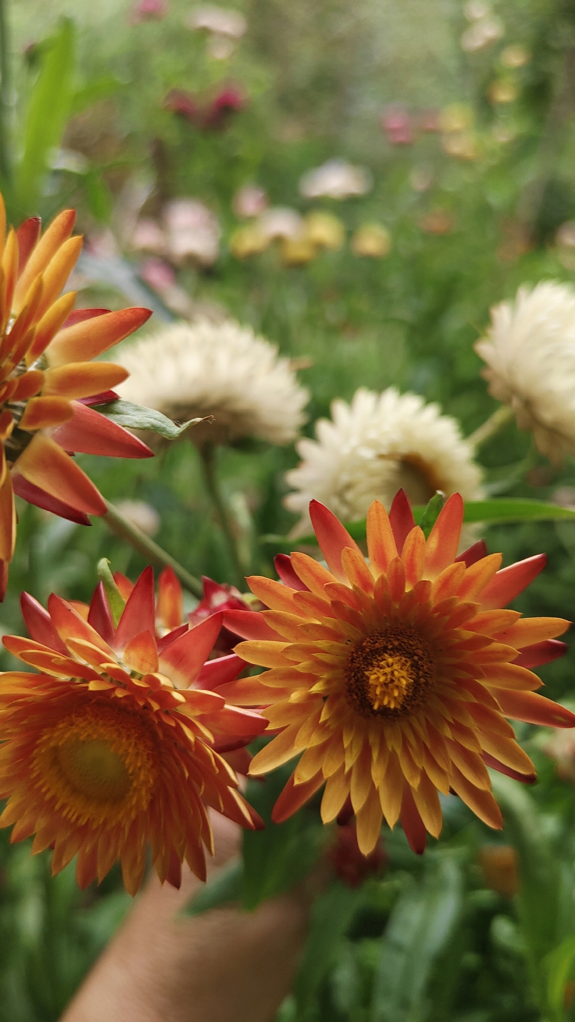 A close-up, vertical shot captures a cluster of helichrysum flowers, with vibrant orange and red petals in sharp focus in the foreground. The background is softly blurred, showing more helichrysums and green foliage. The image was taken outdoors, possibly in a garden setting. There are no identifiable landmarks or context to suggest a specific location within Krasnoyarsk, Russia.