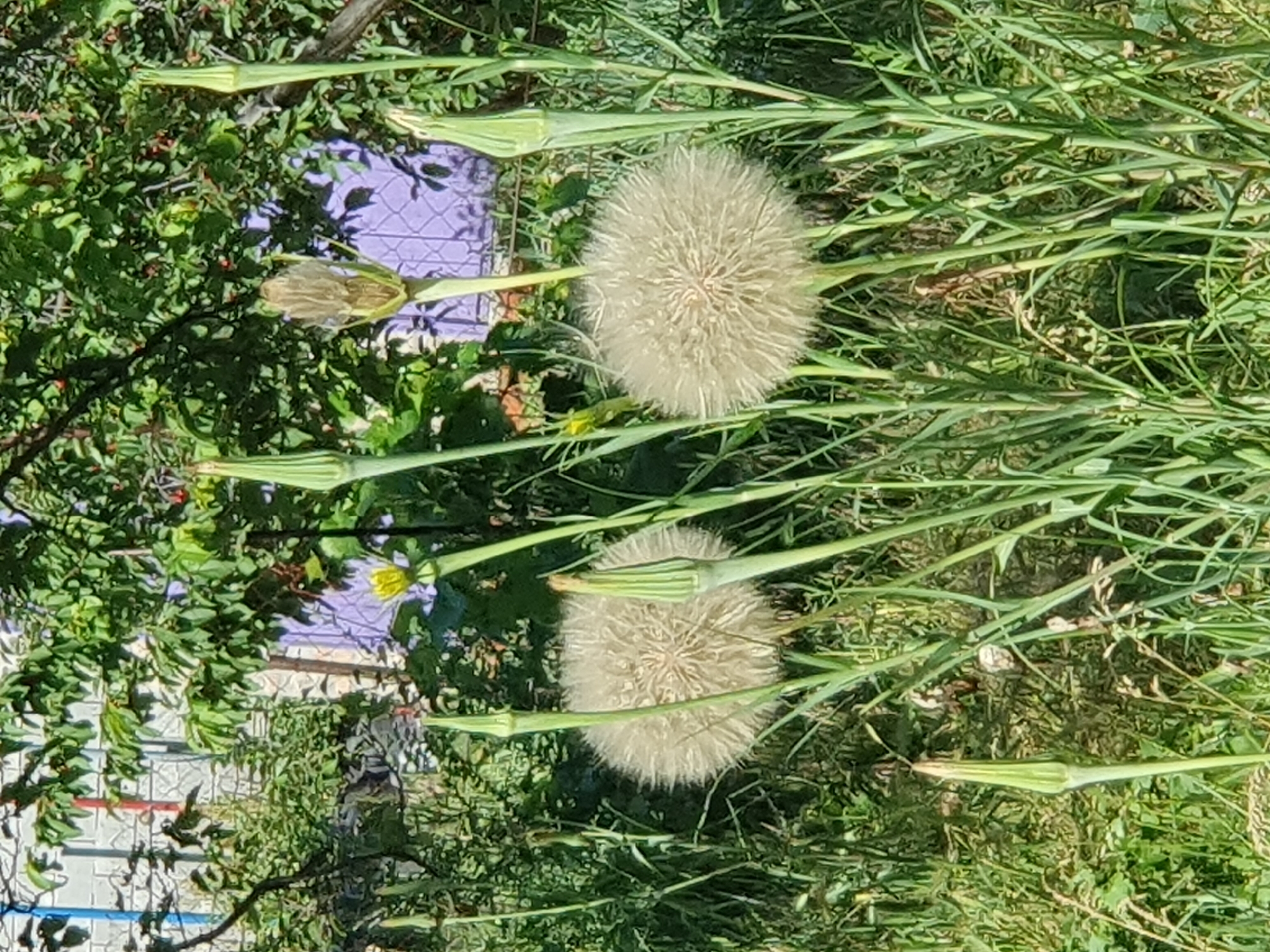 This image depicts a close-up, eye-level outdoor view of a garden in Novoivanivka, Ukraine. The foreground is dominated by tall, green grass and the seed heads of two large dandelions, one on the left and one slightly to the right of center. To the right of the right dandelion, a tall, slender, green stalk with a pointed bud is visible. In the mid-ground, several other green stalks with pointed buds are scattered among the grass. Behind the dandelions, more greenery and foliage are visible, including the branches of a tree with green leaves and some red berries. In the background, a section of a white, textured wall can be seen, with vertical blue and red stripes on its left side. A light purple surface with a diamond pattern is visible behind the foliage in the upper right quadrant of the image. The scene is brightly lit, suggesting daytime. No people are present.