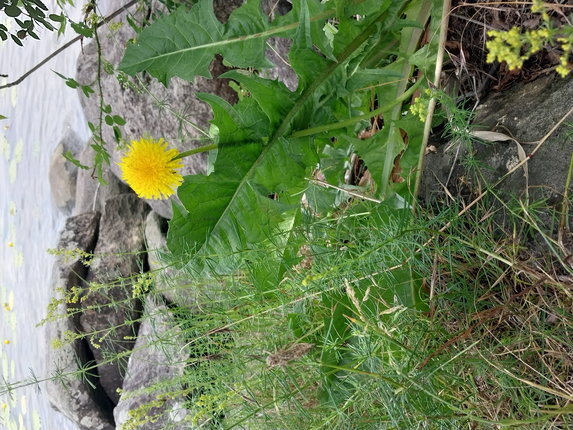 A single yellow dandelion flower stands prominently in the foreground, its fluffy seed head catching the light. The flower is surrounded by lush green foliage and tall, slender grass. In the background, large, weathered grey rocks line the edge of a body of water, which appears to be a lake or pond. The water's surface is calm, with a few yellow water lily pads visible. The overall scene suggests a natural, outdoor environment. There are no people or animals visible in the image. The location is identified as Stari Kodaky, Ukraine.