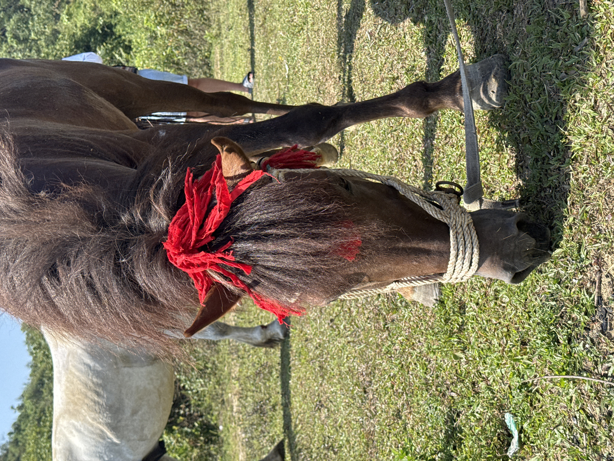 The image shows a horse in a grassy area. The horse has a red tassel on its forehead and a rope around its muzzle. There are people and other horses in the background, though out of focus. The photograph was taken in the city of Bản Phố, Vietnam.