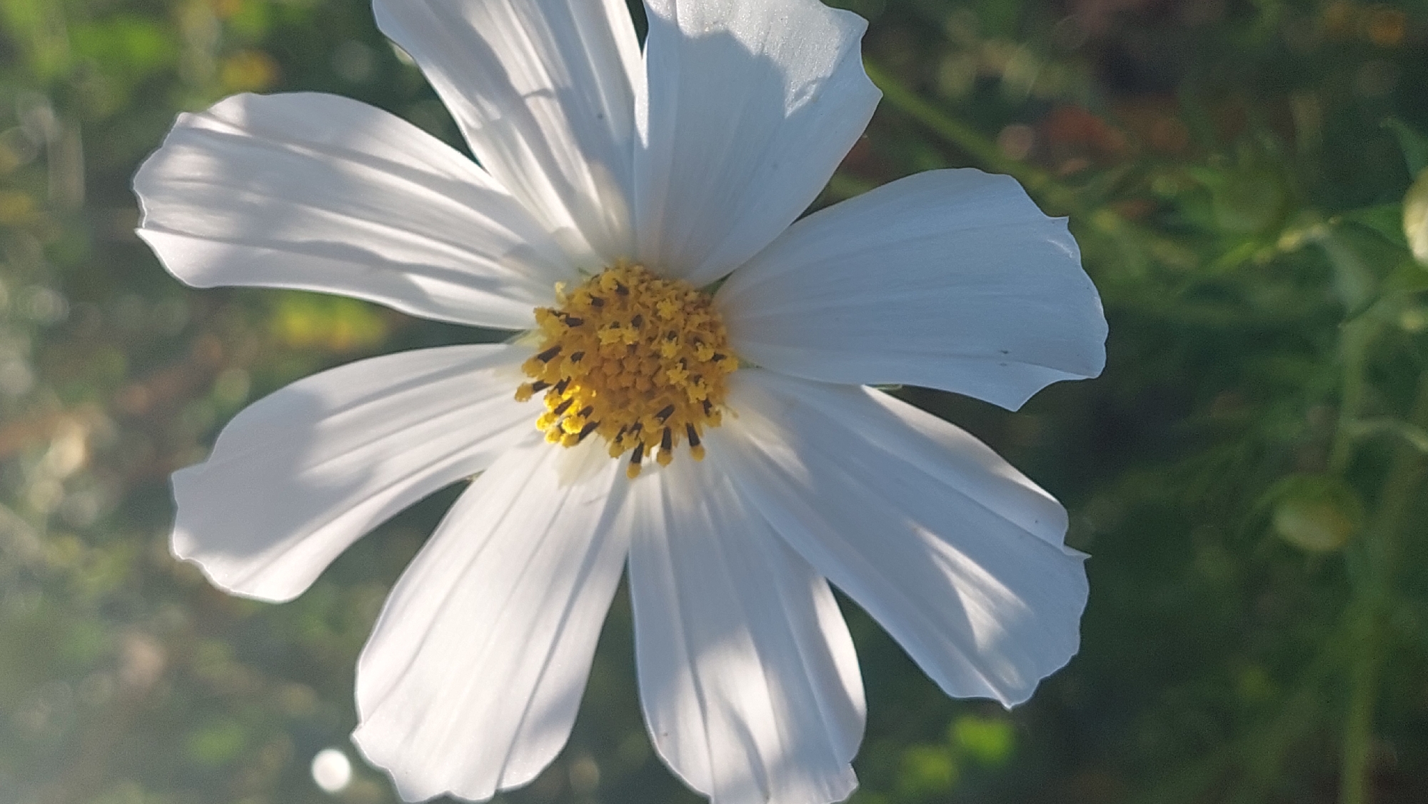 A close-up, vertical shot captures a white cosmos flower in the city of Kozarovychi, Ukraine. The flower's delicate white petals, tinged with sunlight, radiate outwards from a vibrant yellow center dotted with dark stamens. The background is a soft blur of green foliage and dappled sunlight, suggesting an outdoor setting in a natural or garden environment. The lighting highlights the texture and luminescence of the petals, creating a peaceful and ethereal atmosphere.