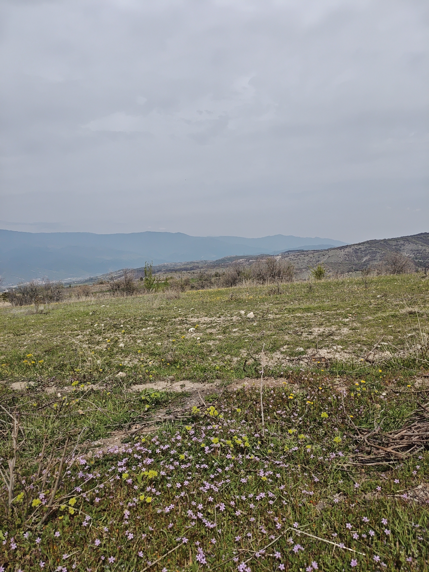 The image shows a landscape under a cloudy sky. In the foreground, there is vegetation consisting of green grass and patches of small purple and yellow flowers. Scattered across the field are small bushes and dry branches. In the mid-ground, the terrain rises, covered with sparse grass and some shrubs. In the background, there are layered mountain ranges with a haze. A faint view of a city appears to be in the valley between the mountains. Location is Unknown, Unknown.