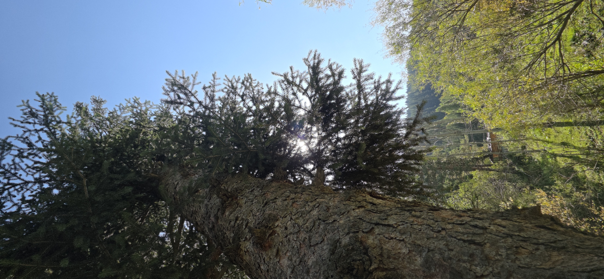 A low-angle, full shot captures a large, textured pine tree trunk on the left, reaching upwards into a clear blue sky. The sun is peeking through the dense, dark green pine needles in the mid-ground, creating lens flares. The background reveals a lush, green hillside with a dense forest and a small wooden structure nestled within the trees. The overall impression is a serene, natural landscape with a dominant evergreen in the foreground. The location is unknown, but the scene suggests a mountainous or forested region, possibly in Kyrgyzstan. There are no people or animals visible in the image.