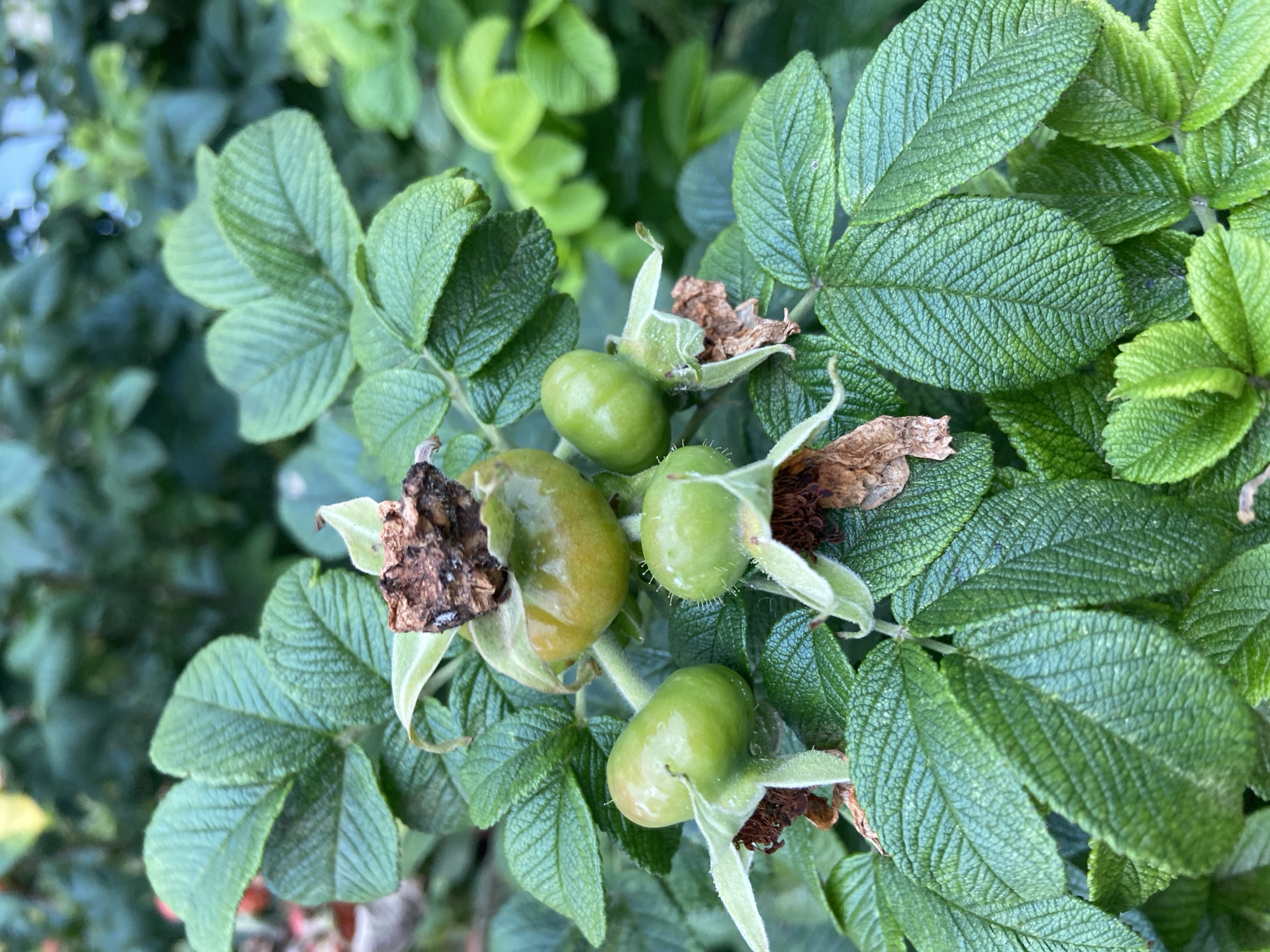 A close-up, vertical shot captures a cluster of green rosehips on a bush, set against a blurred background of green foliage. The rosehips, ranging in color from light to dark green, are varying in size and ripeness. Some are smooth and oval, while others are slightly more elongated. Several have dried, brown sepals attached at their bases. One rosehip at the top of the cluster has a dried, brown calyx, suggesting it is more mature. The leaves of the rose bush are a deep green, with prominent veins and a slightly crinkled texture. The lighting is natural, suggesting an outdoor setting, possibly a garden or park in Balashikha, Russia, during daylight hours.