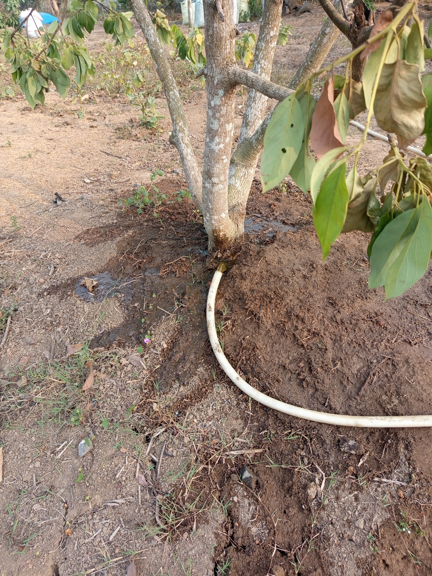The image shows a tree with a white hose watering its base. The ground is covered with dry leaves, soil, and sparse vegetation. In the background, there are more trees and some white bags, possibly fertilizer or compost. The scene appears to be outdoors, in an agricultural or garden setting. The presence of the hose suggests an active watering process is underway. The lighting indicates it is daytime, with sunlight casting shadows. The overall impression is of a rural or semi-rural environment in Pulung Kencana, Indonesia, focused on the care of a young tree.