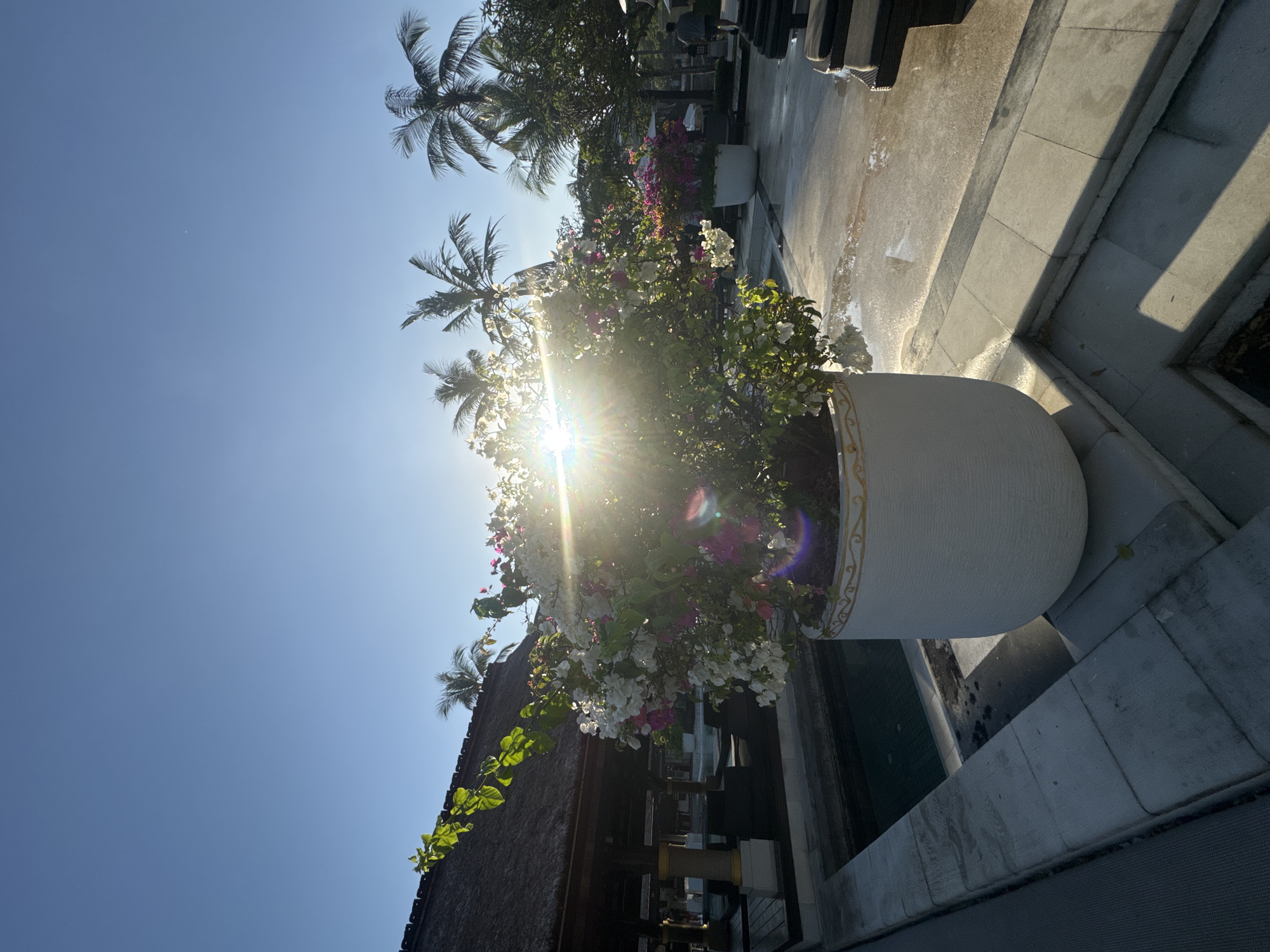 The image shows a sunny outdoor scene in Kuta Selatan, Indonesia. A large white planter filled with white and pink bougainvillea is the central focus. The sun is shining brightly behind the flowers, creating a lens flare effect. Palm trees are visible in the background against a clear blue sky. A building with a thatched roof is seen at the bottom left corner of the image. To the right of the planter, there are stone steps leading to what appears to be a building or structure. The ground around the planter and steps is wet.