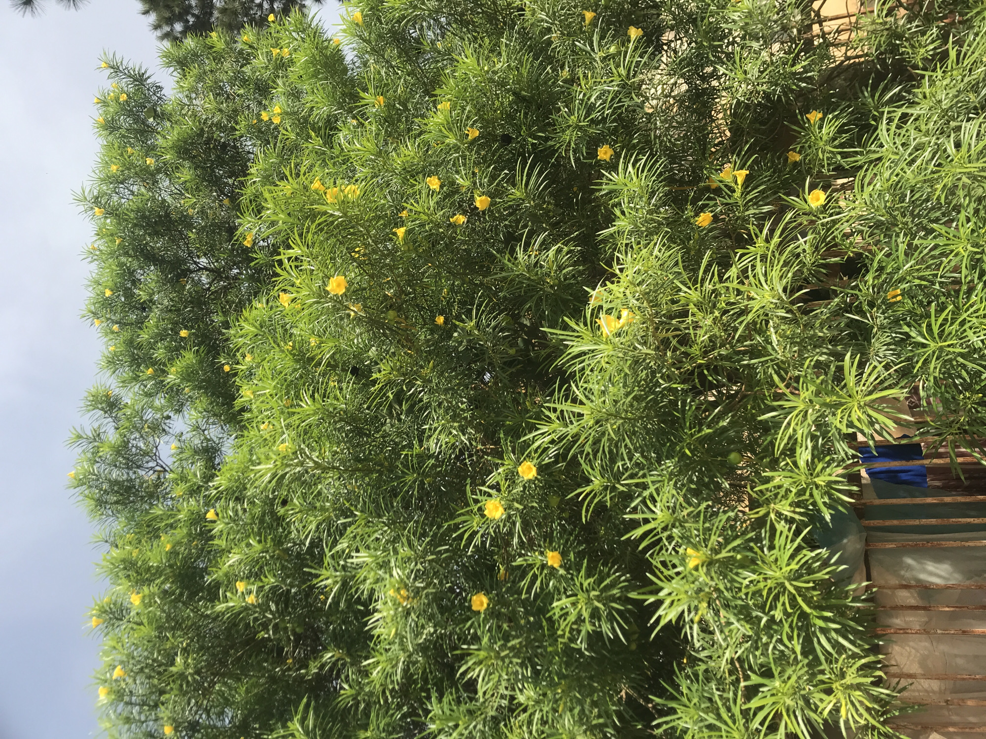 A vibrant green shrub, speckled with small yellow flowers, dominates the scene. The shrub is dense, with needle-like leaves. Parts of the shrub are positioned near a wall with a metal grate, and some blue and green items are near the bottom of the frame, appearing partially obscured by the foliage. The background contains hints of a building and sky with thin clouds and light passing through trees.