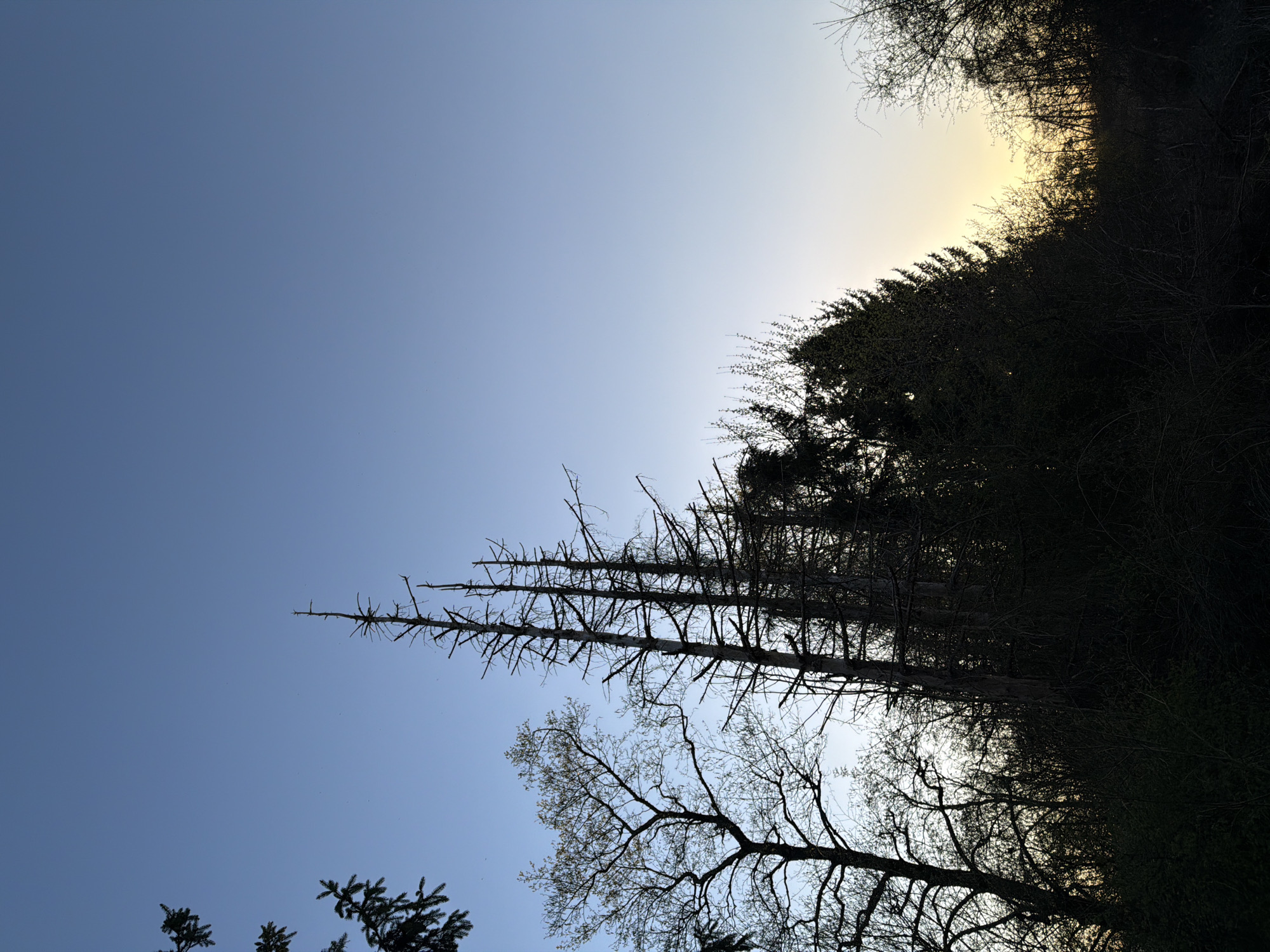The image depicts a low-angle view of trees against a sky. The scene is likely taken in an outdoor setting. Some of the trees are bare with thin branches, while others have foliage. The sky is blue with a gradient, indicating the time of day may be either sunrise or sunset. The location is specified as the city of Schifflange, Luxembourg. No people are visible.