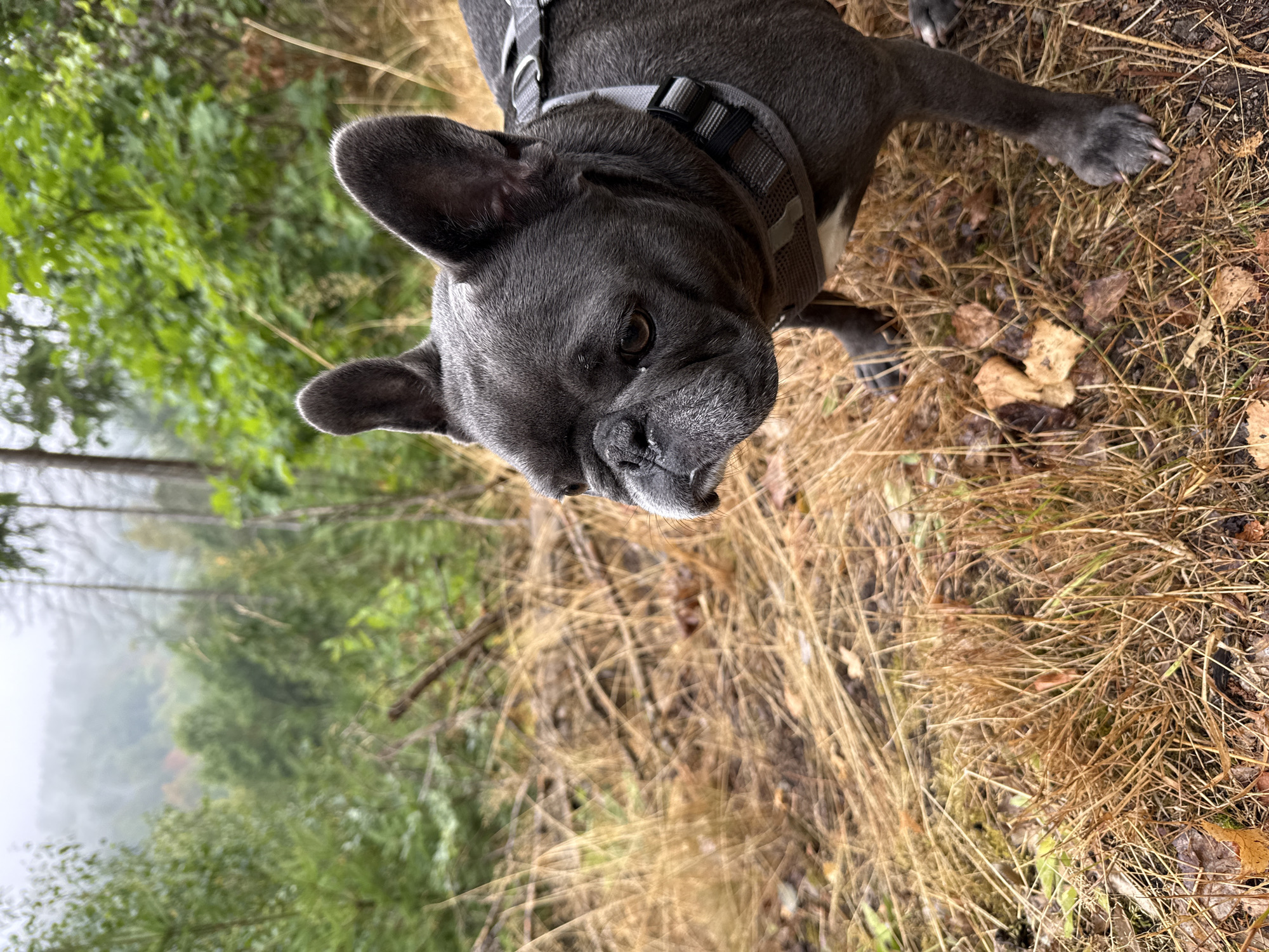 A dark grey French bulldog wearing a grey harness stands in dry, brown grass in a forest. The dog's head is turned to the left, looking off-camera with its ears perked up. Behind the dog, the ground is covered in dry grass and fallen leaves. In the background, there are trees and a misty hillside. The overall atmosphere is overcast and damp. The image was taken in the vicinity of Bad Sachsa, Germany.