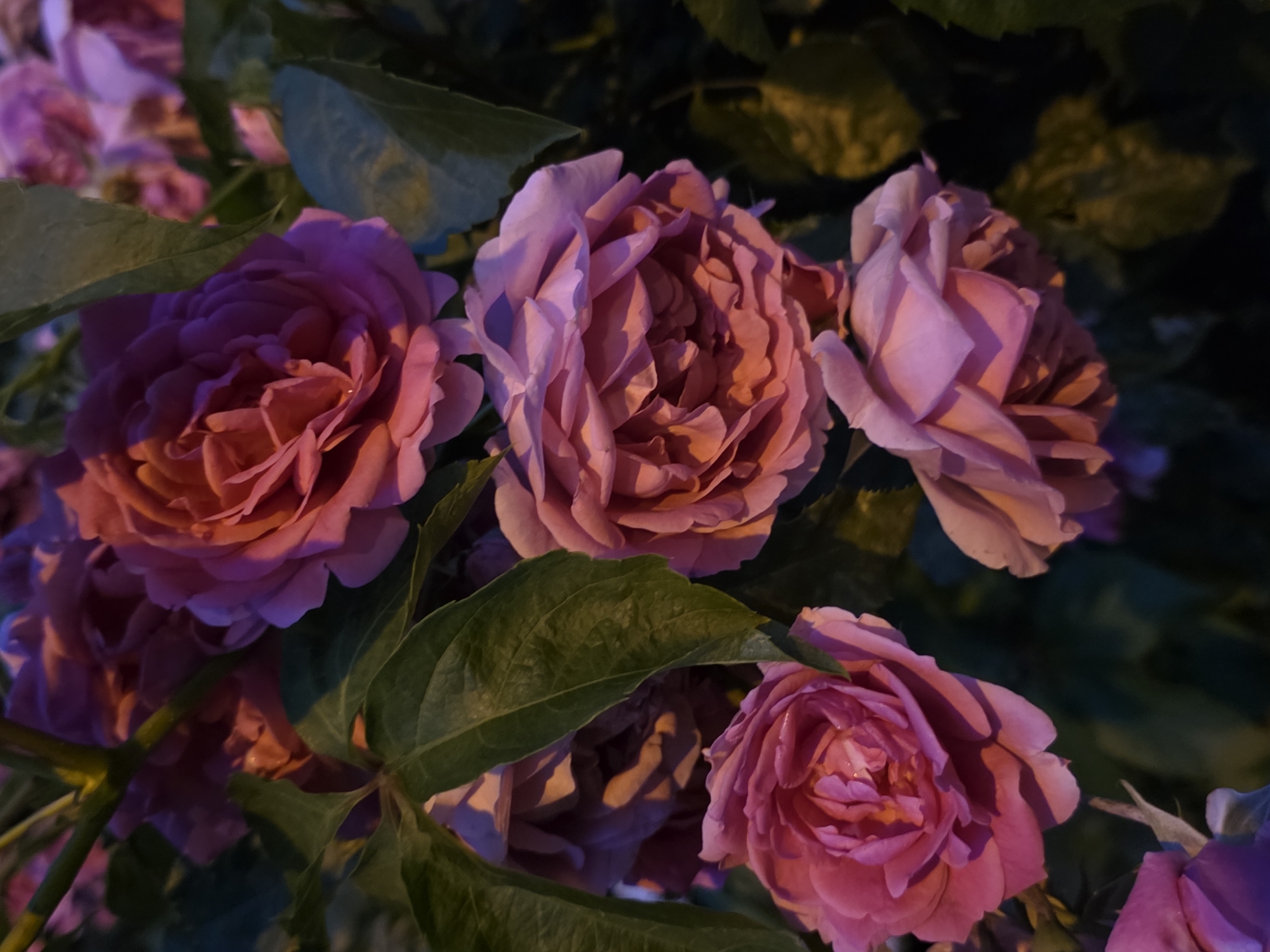 A close-up, low-angle shot captures a cluster of pink and purple roses with green leaves against a dark background. The lighting suggests dusk or a dimly lit environment. The roses are fully bloomed, with intricate petal structures and some exhibiting dew drops. The image is tightly framed, focusing on the flowers and foliage, with no discernible background elements that would indicate a specific urban or natural setting. The scene is static, with no people or animals present.