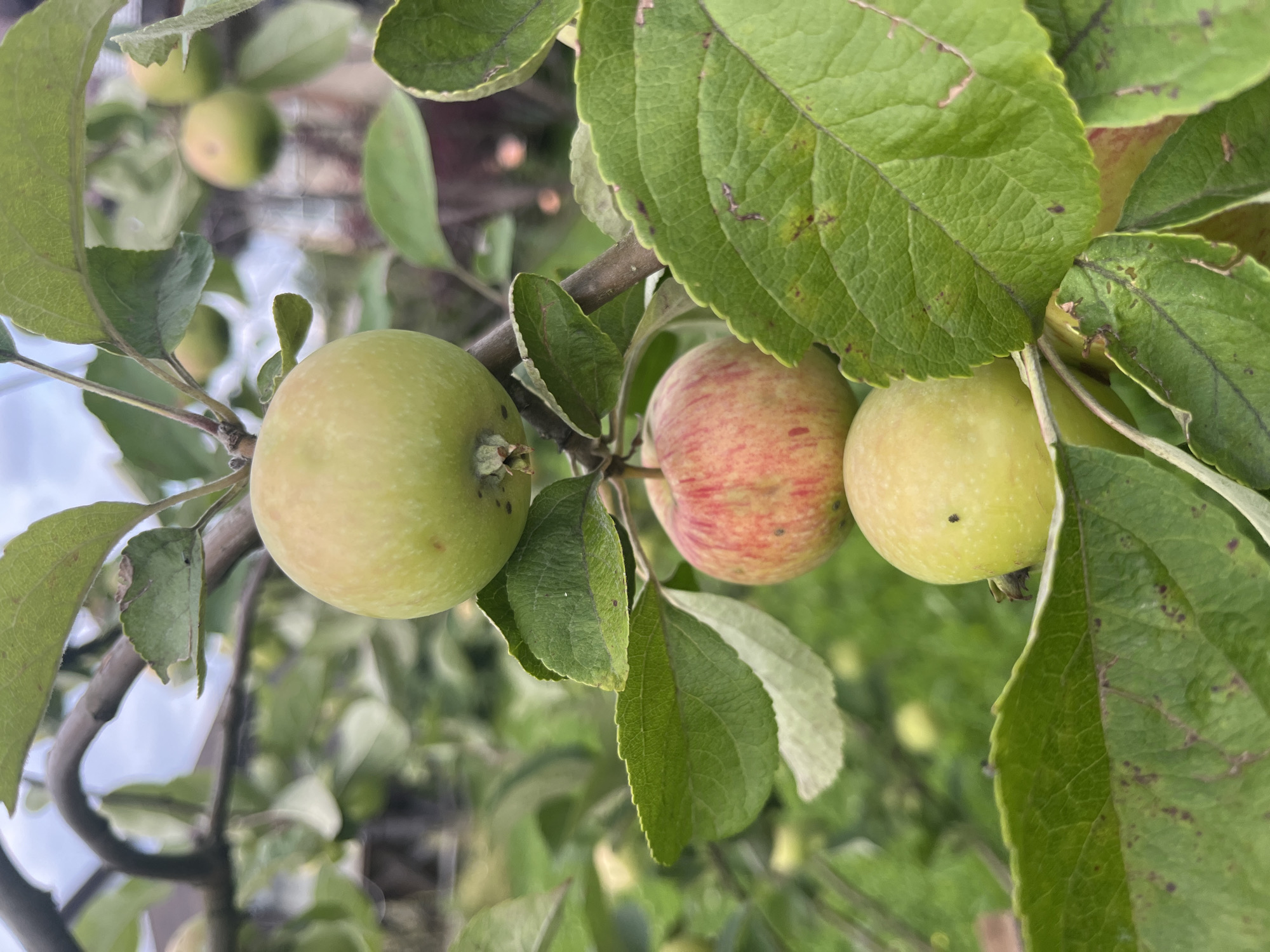 The image shows three apples on a branch of an apple tree. The apples are green and red. The background is blurred and shows more apples and green leaves. The image is taken in an outdoor setting, likely a garden or orchard. No people or animals are visible. The lighting suggests it is daytime.